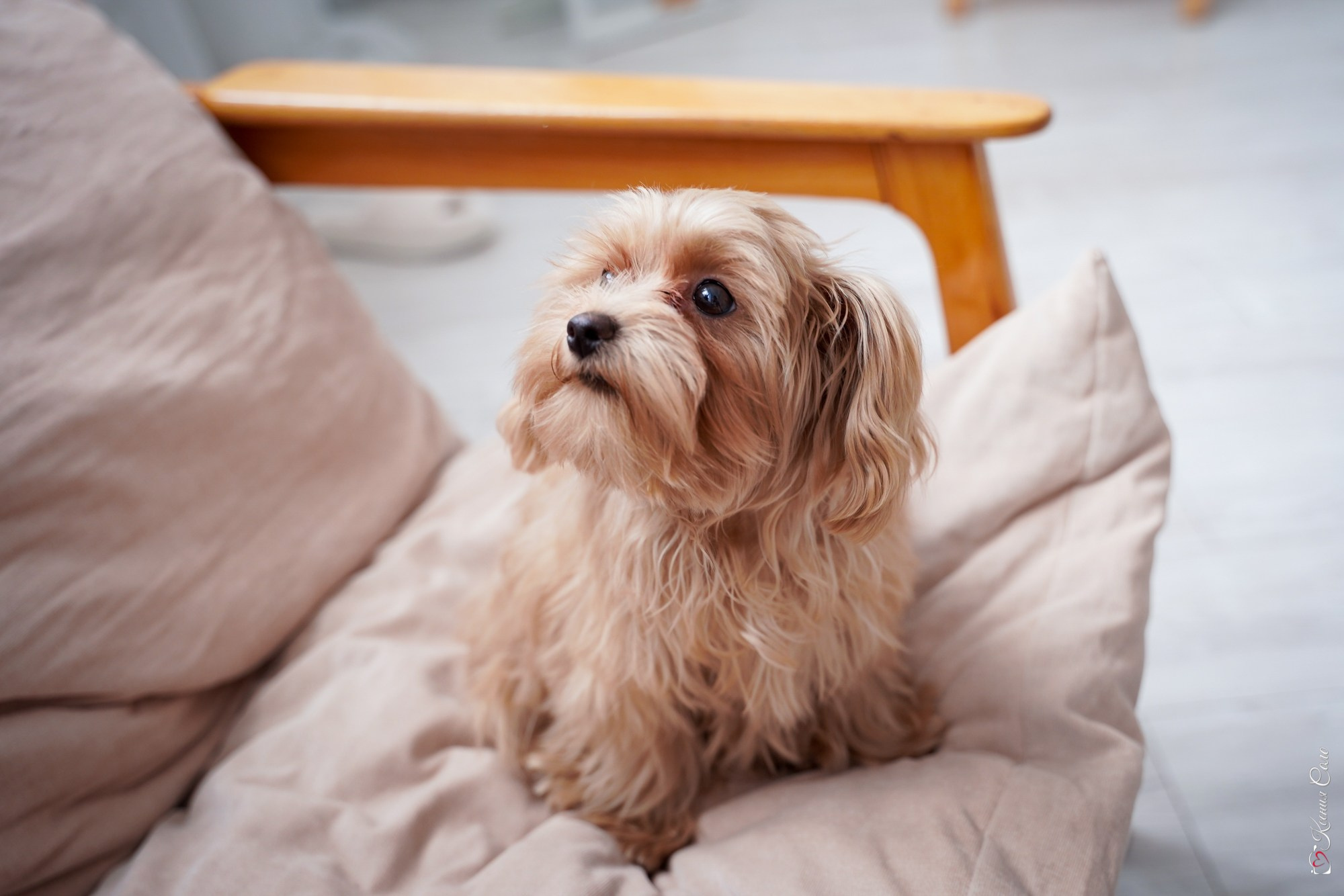 Годовасие Васи. Фотограф Ксения Соло