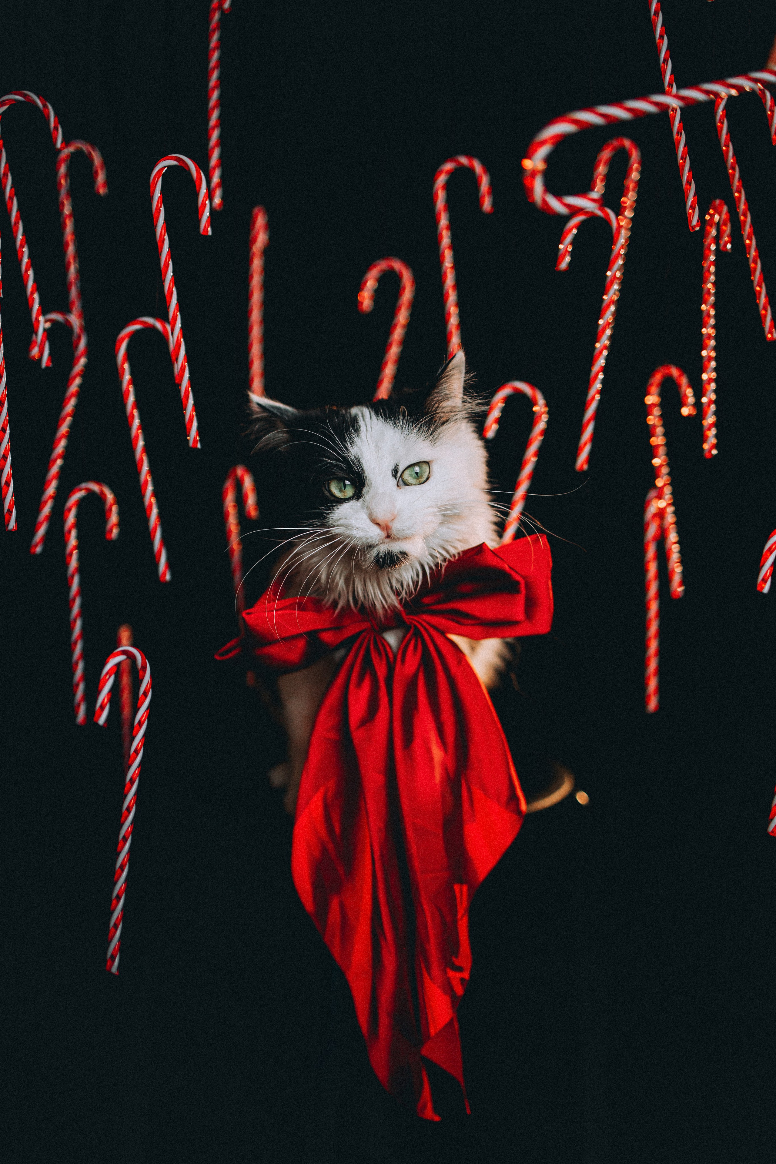 Джек, Бет и Кову