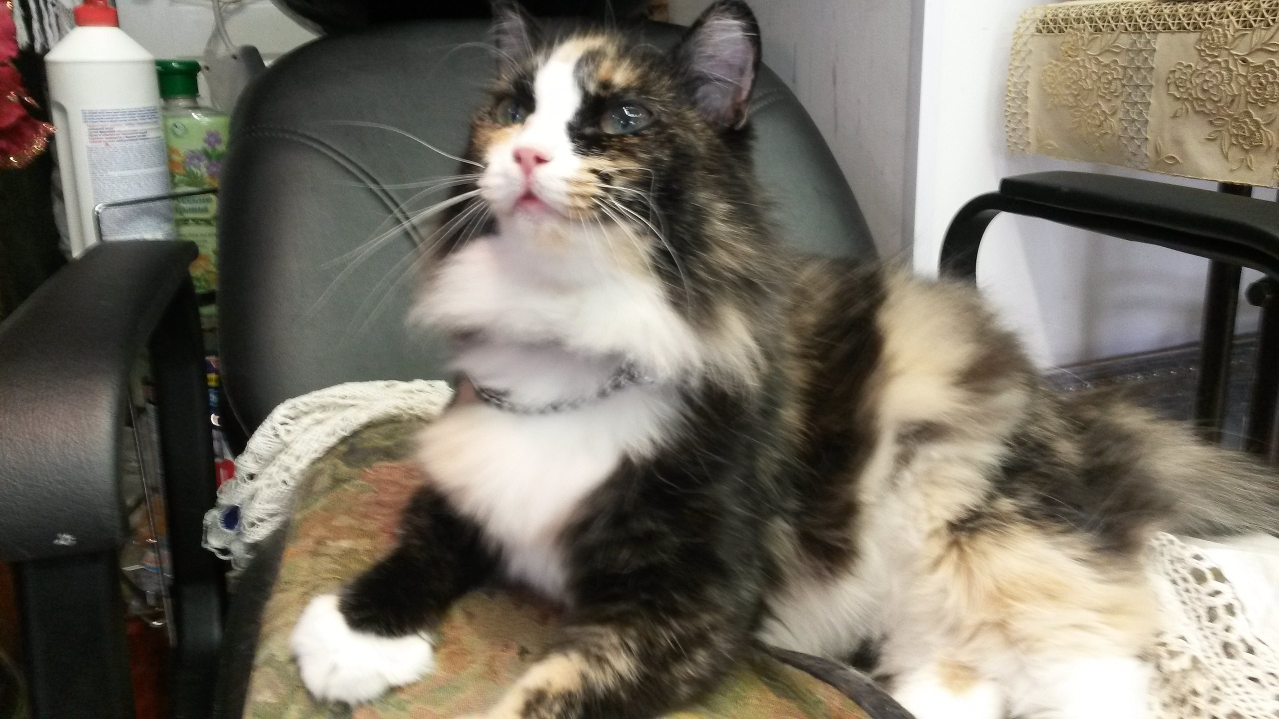 Июль. Семейный, Свадебный фотограф СПБ Питер— Романова Екатерина