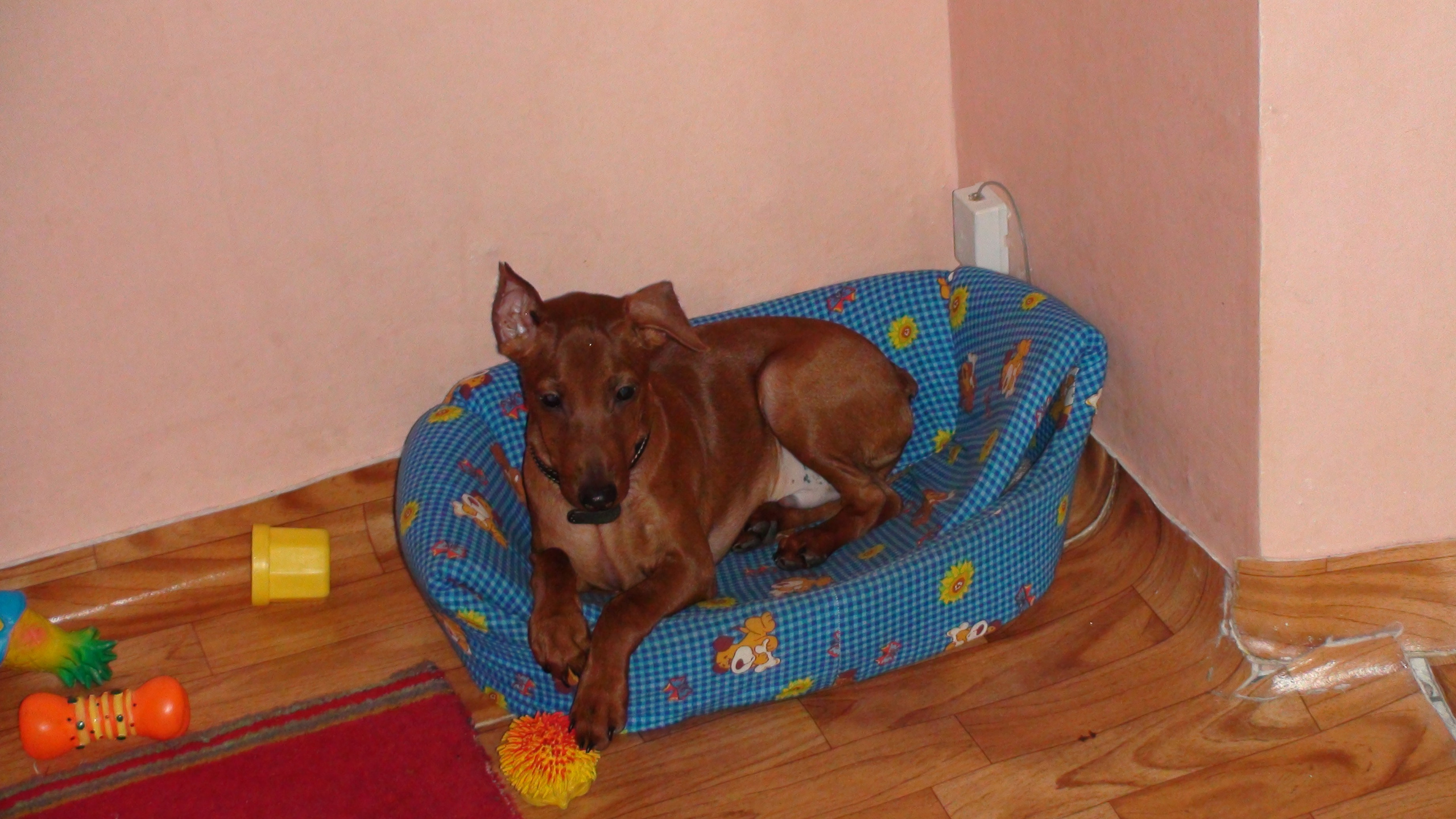 Соня ДР 11 лет 19.03.2011. Семейный, Свадебный фотограф СПБ Питер— Романова Екатерина