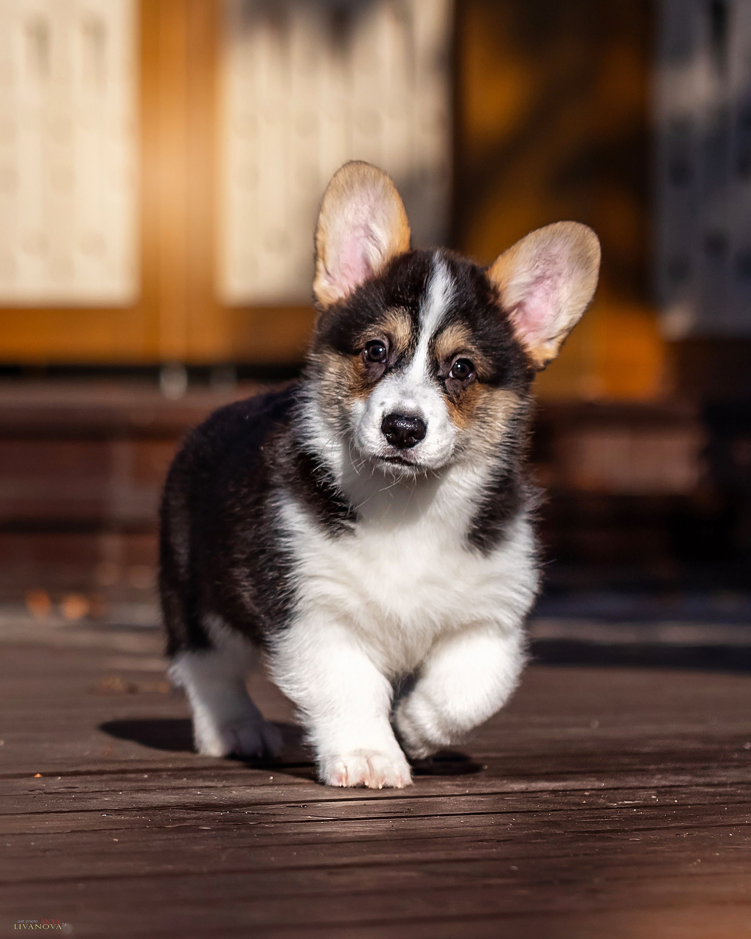 Коржики. Фотограф анималист Аня Ливанова | Рыбинск