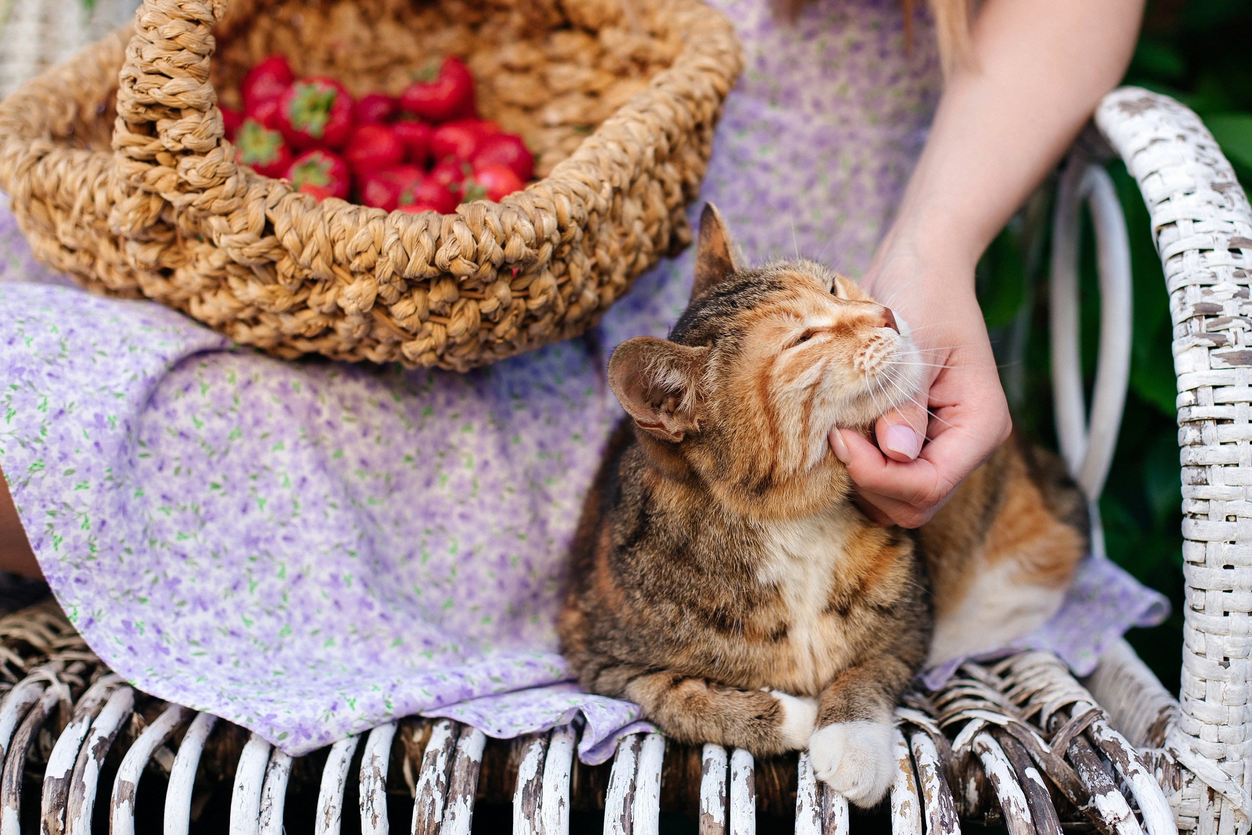 Фотопроект «Сад Лето». Свадебный фотограф, фотограф на крещение, фотограф на день рождения в Воронеже