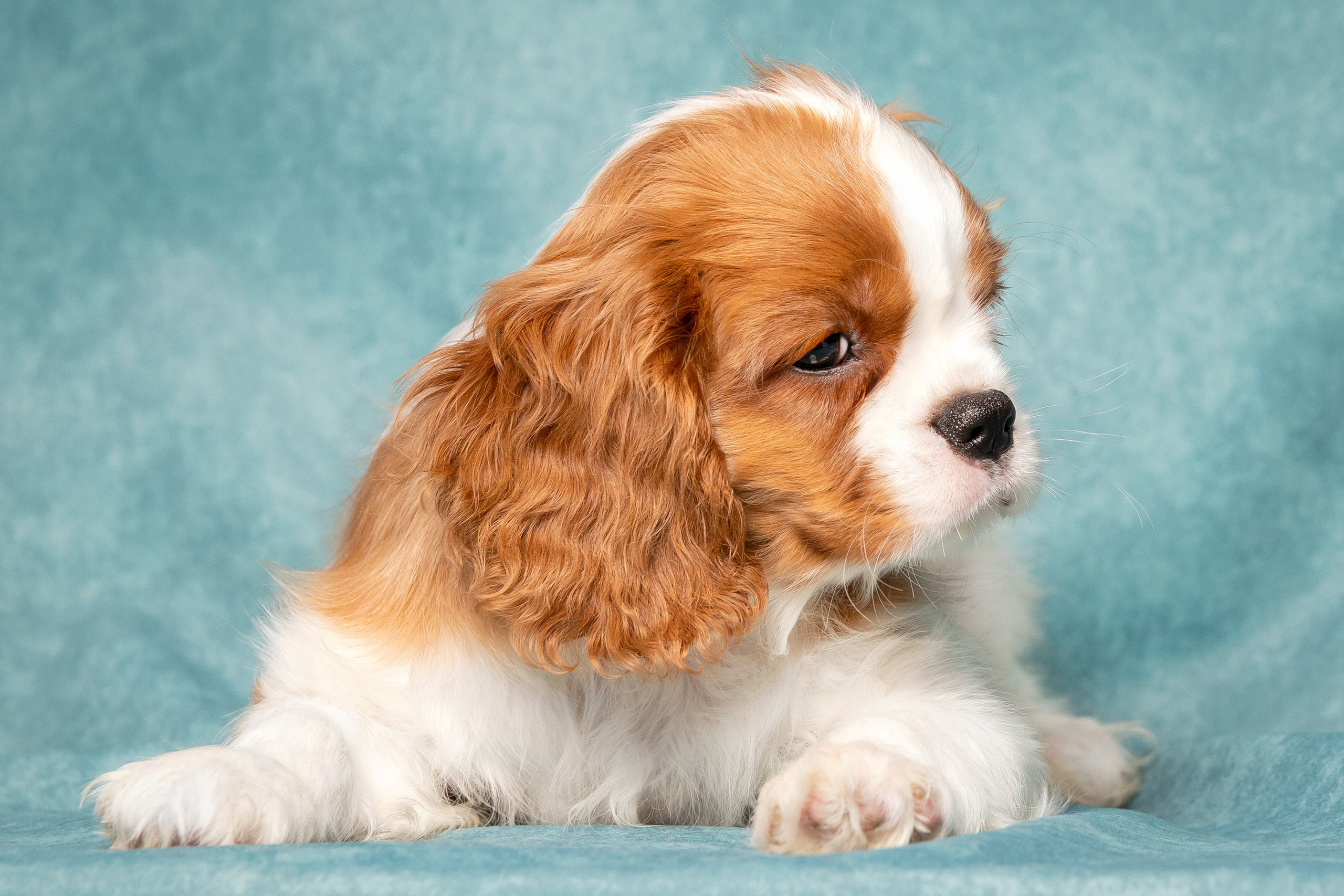 Кавалер Кинг Чарльз спаниель. Юлия Микульская. Рыбинск