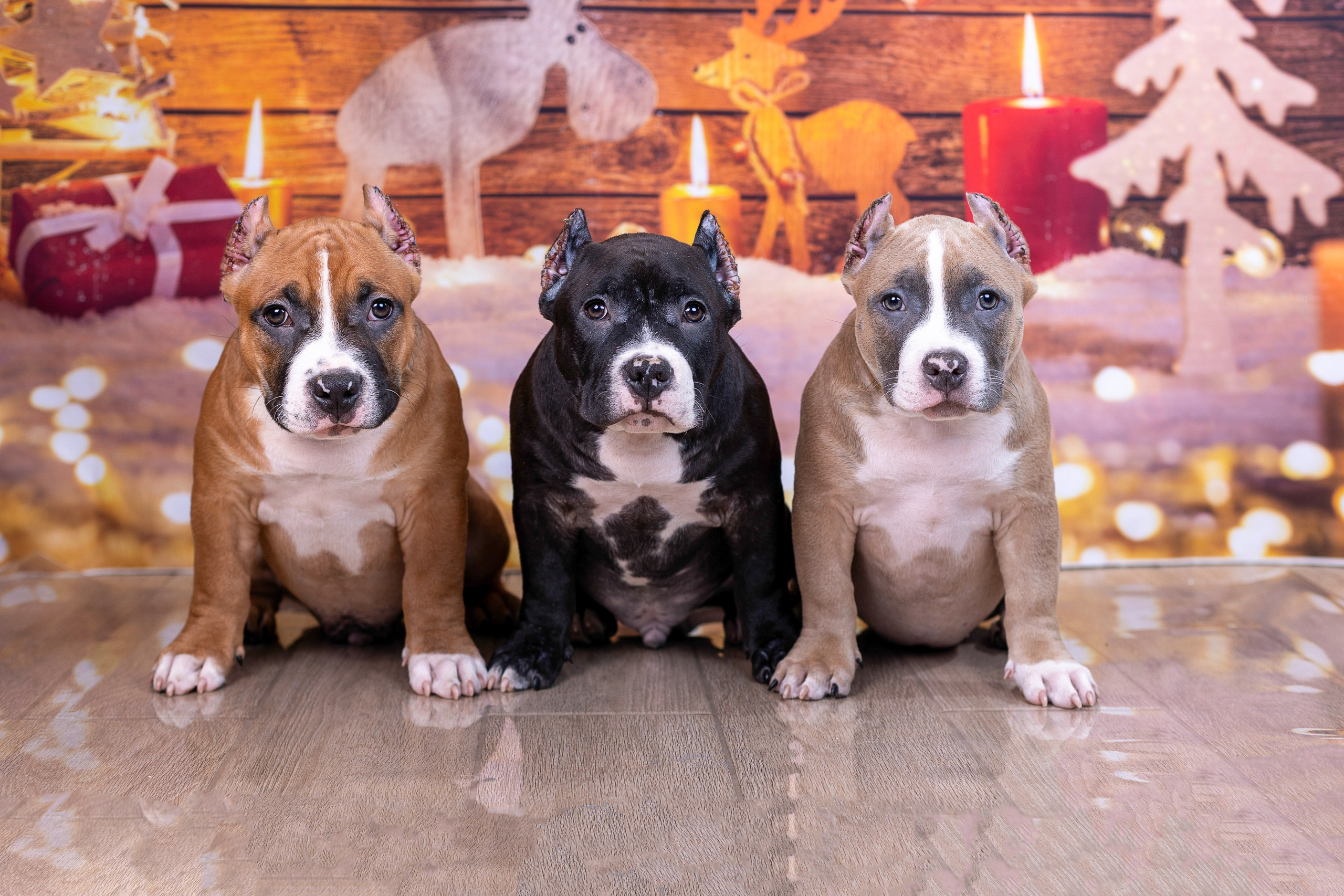 Американский булли!. Фотограф 📸 семейный, предметный, репортажный