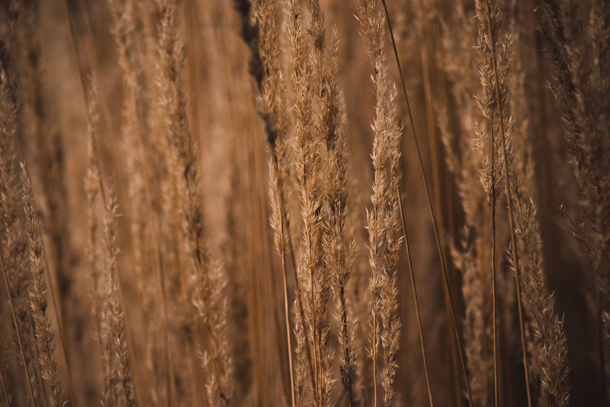 Ф О Н О В Ы Е. — Digital Noise —