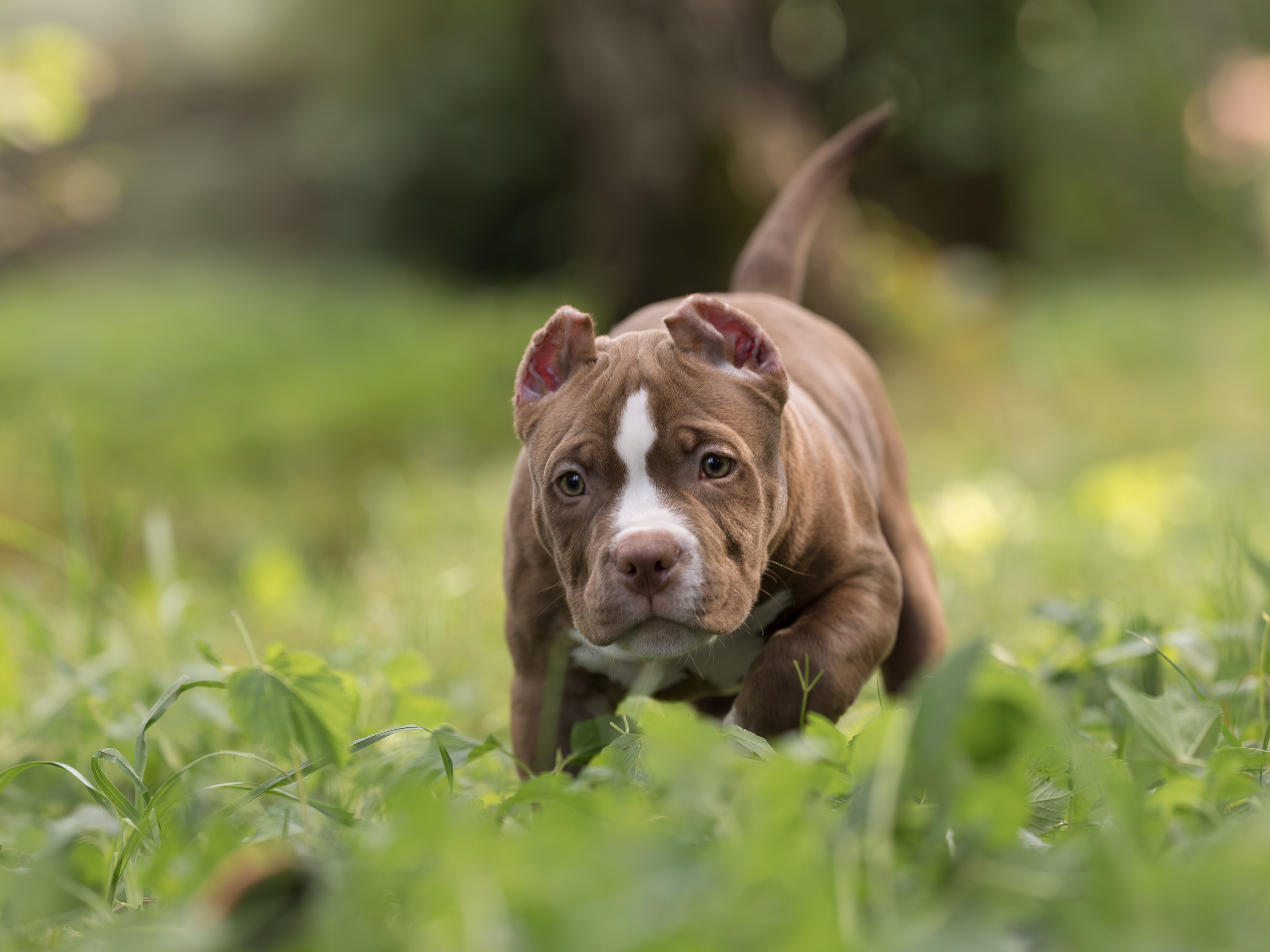 Щенок Американский булли