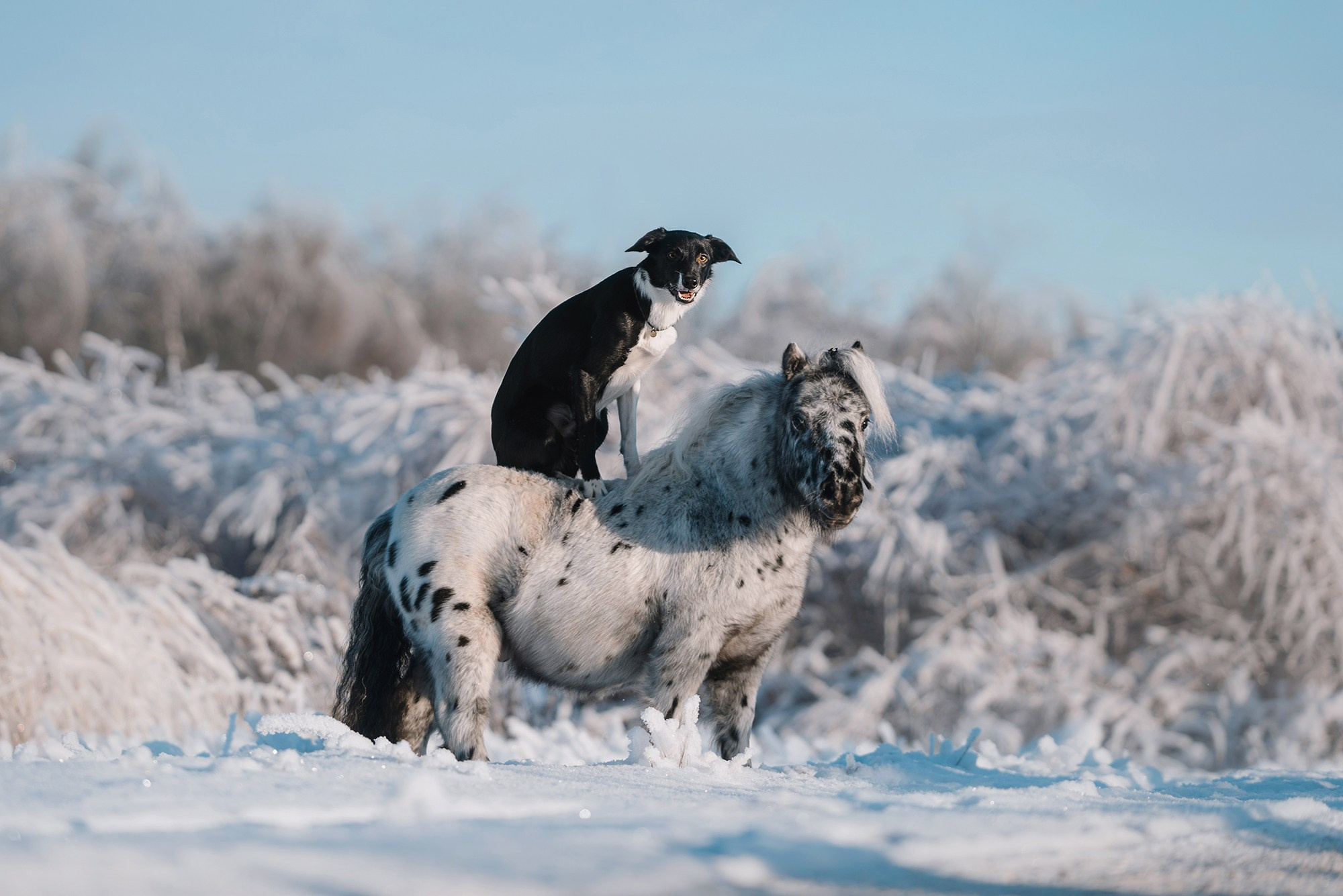 Питомец в кадре. Фотограф Анна Тюрина