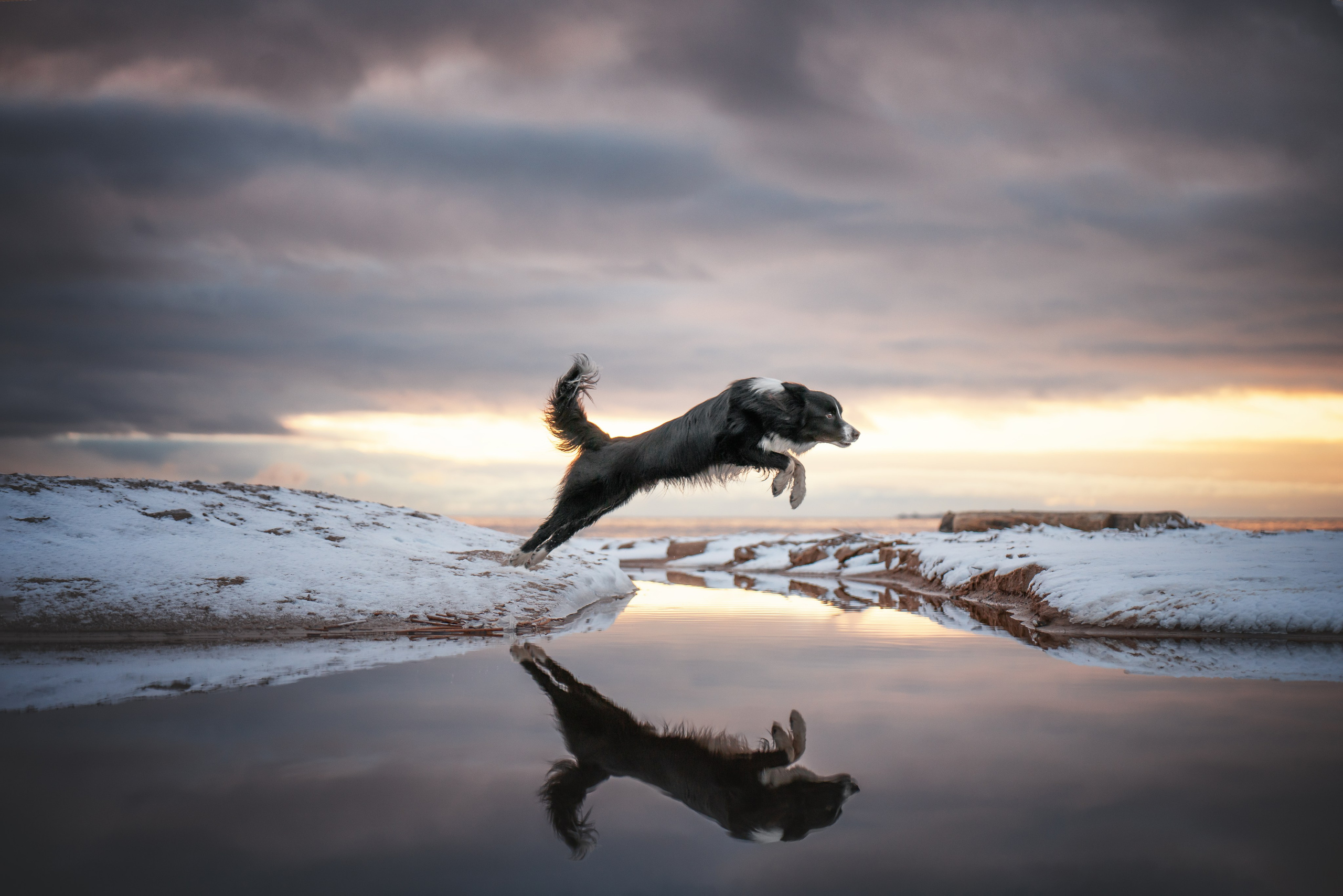 Маккензи. Фотограф анималист Осипчикова Мария