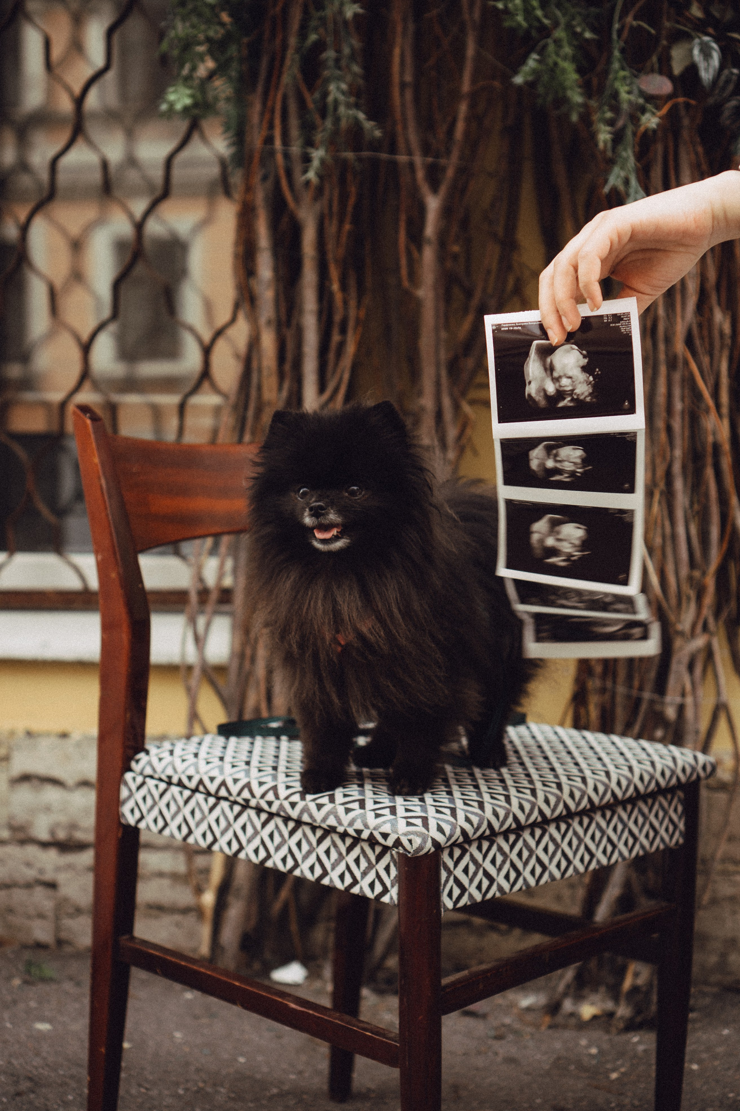 Беременность (только часть фото по желанию клиентов могу показать)). Профессиональный фотограф, Санкт-Петербург — Виктория Богомолова