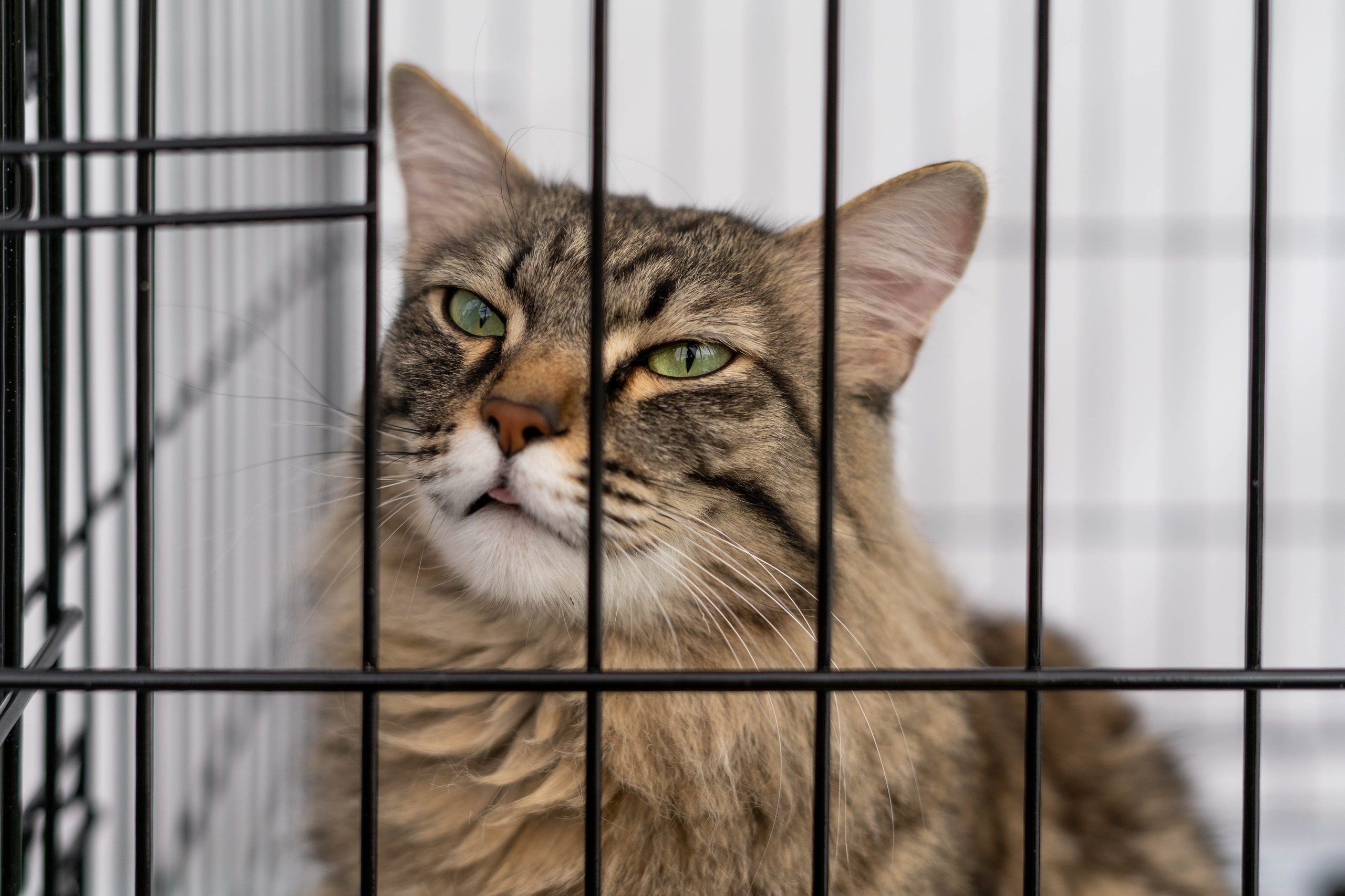 Проект «Бери домой». Фотограф Екатерина Зорина