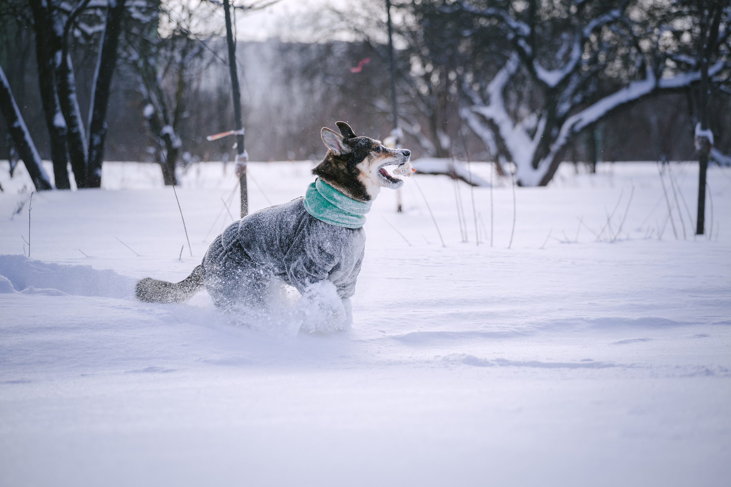 Зимняя экспресс съемка Дюка. Фотограф-анималист Татьяна Степанова