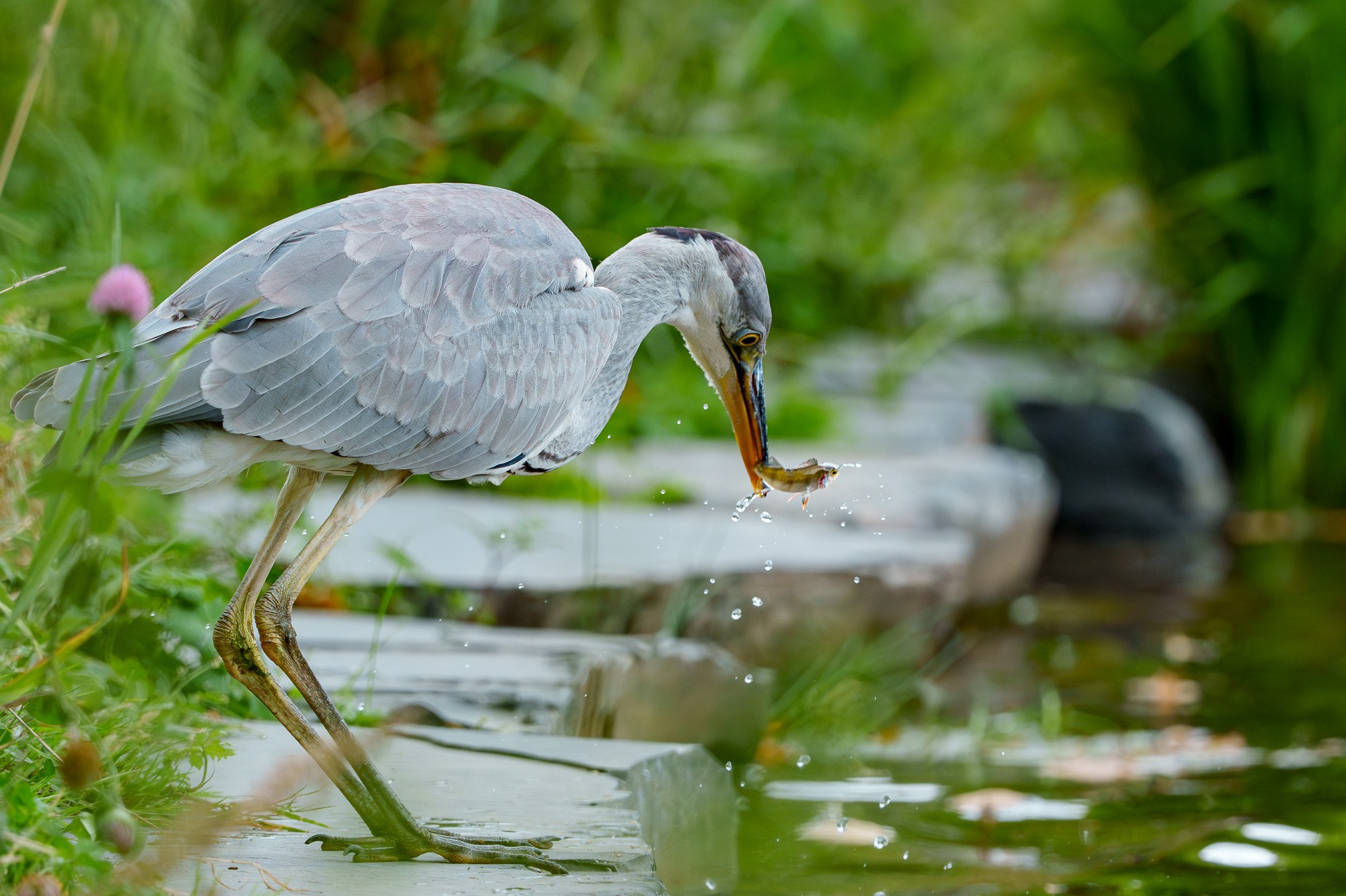 Удивительные мир птиц. Вокруг нас столько прекрасного — присмотритесь!. Ваш личный фотограф Марина Волкова