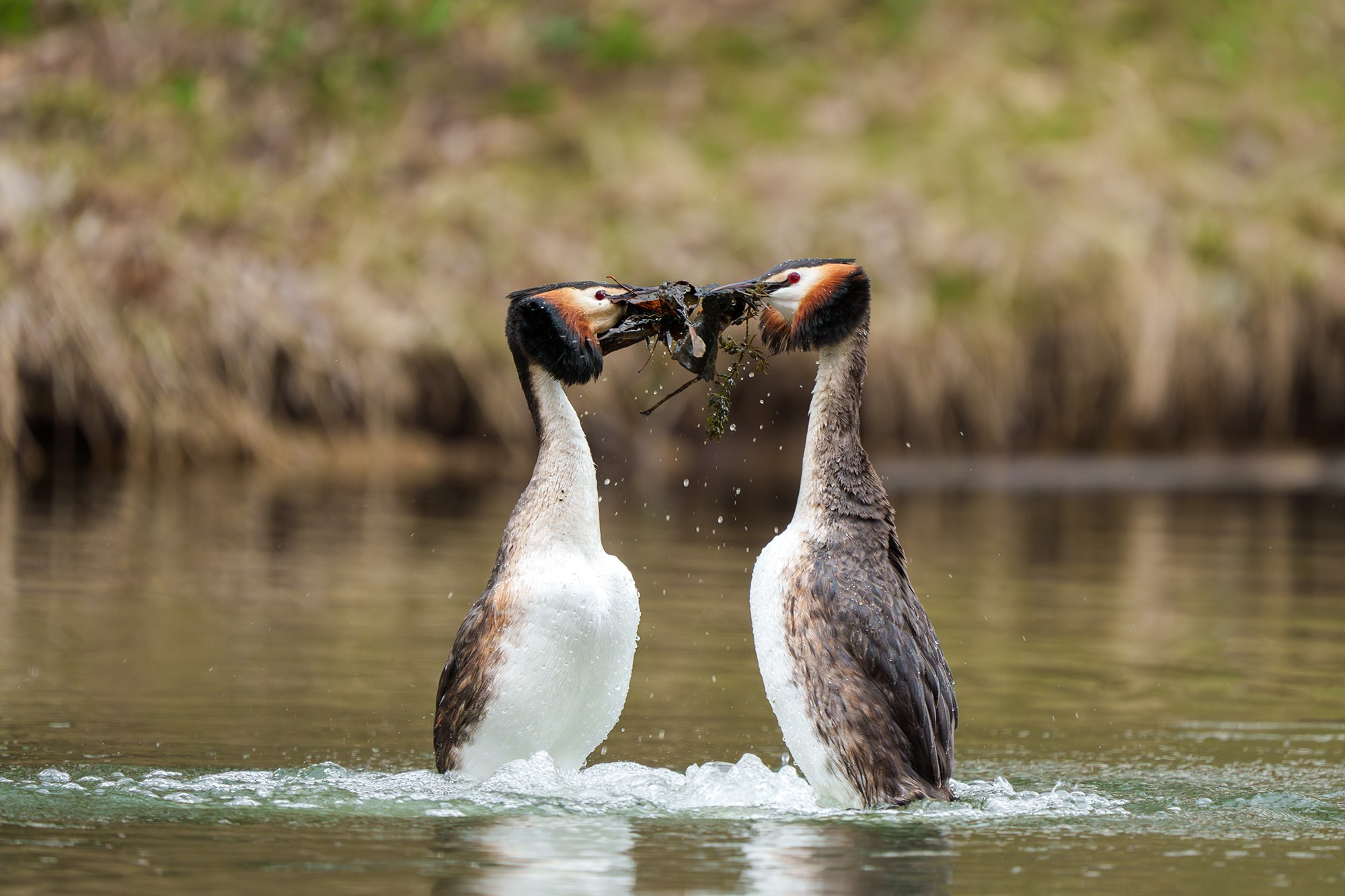 Удивительные мир птиц. Вокруг нас столько прекрасного — присмотритесь!. Ваш личный фотограф Марина Волкова