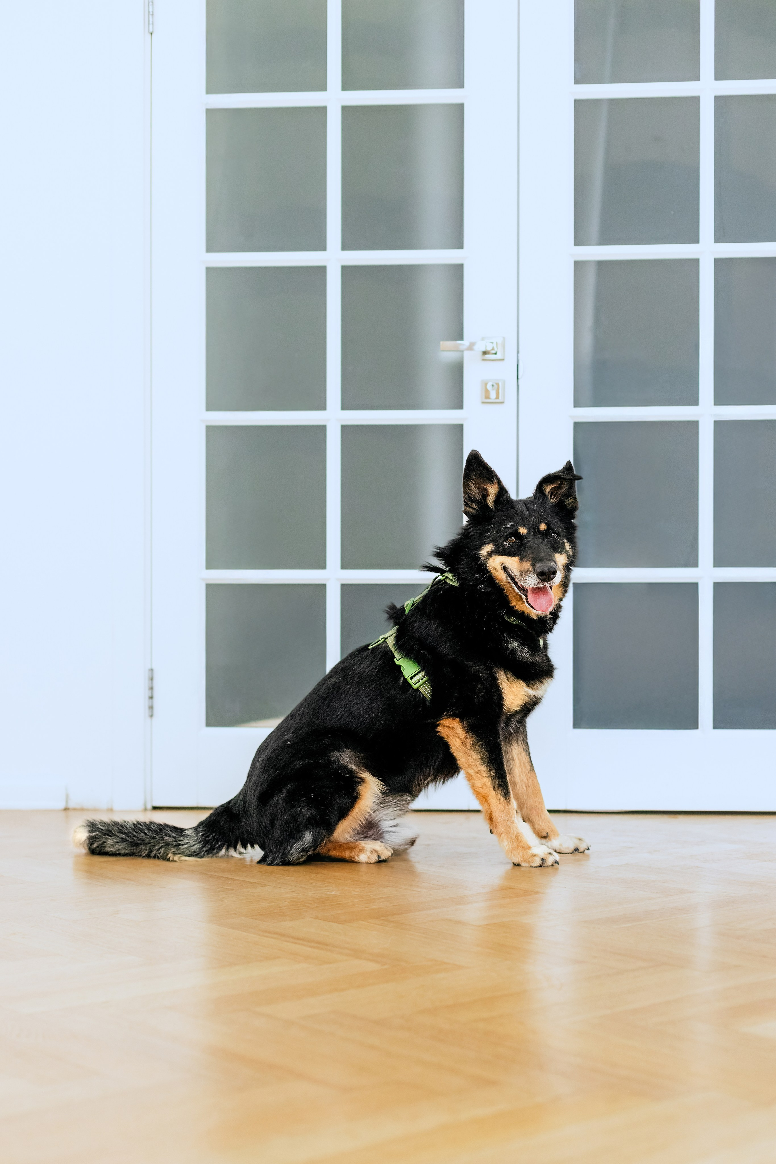 Студия лето 2025. Фотограф-анималист Татьяна Степанова