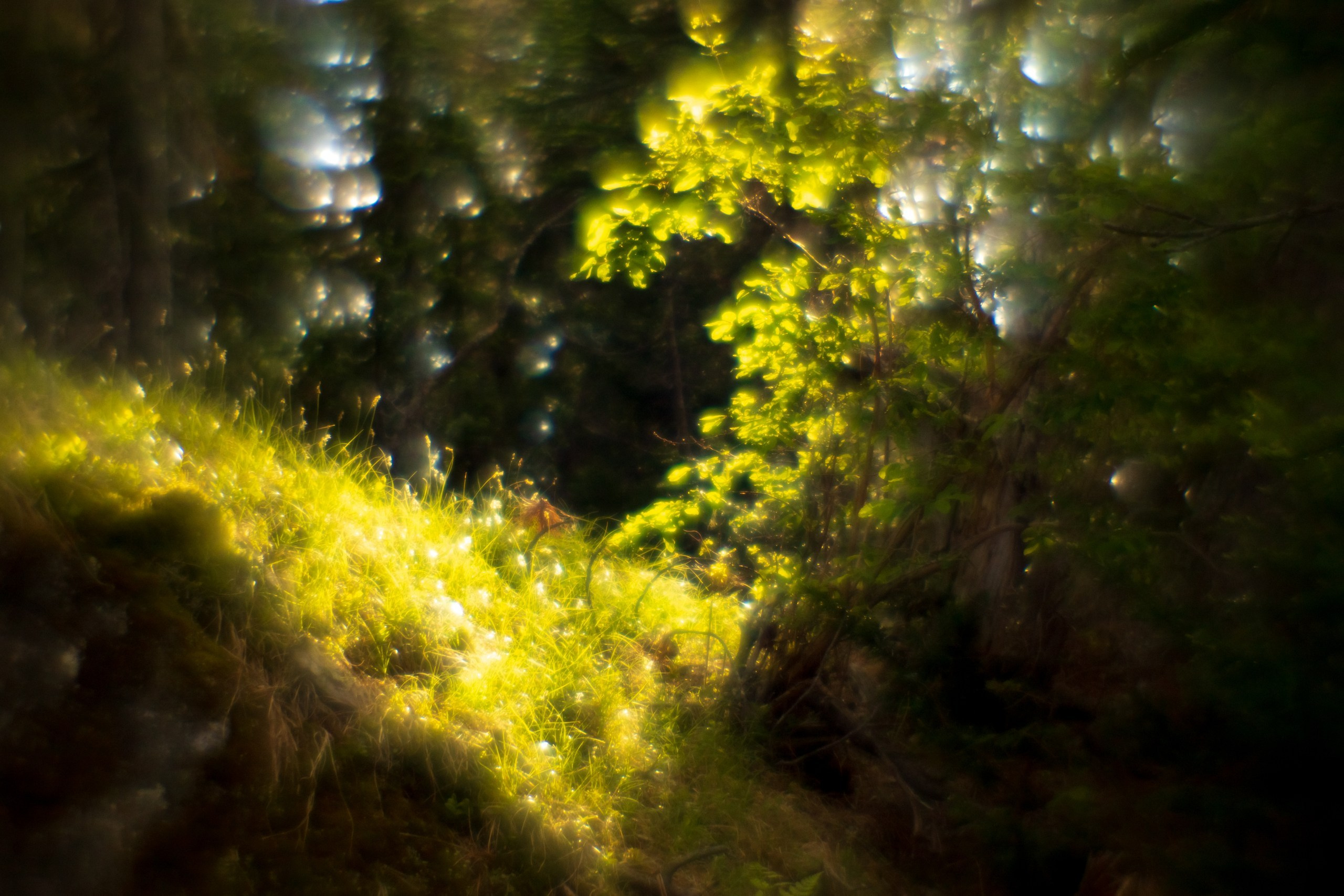 Проекты. Фотограф в Красноярске Оксана Корчагина