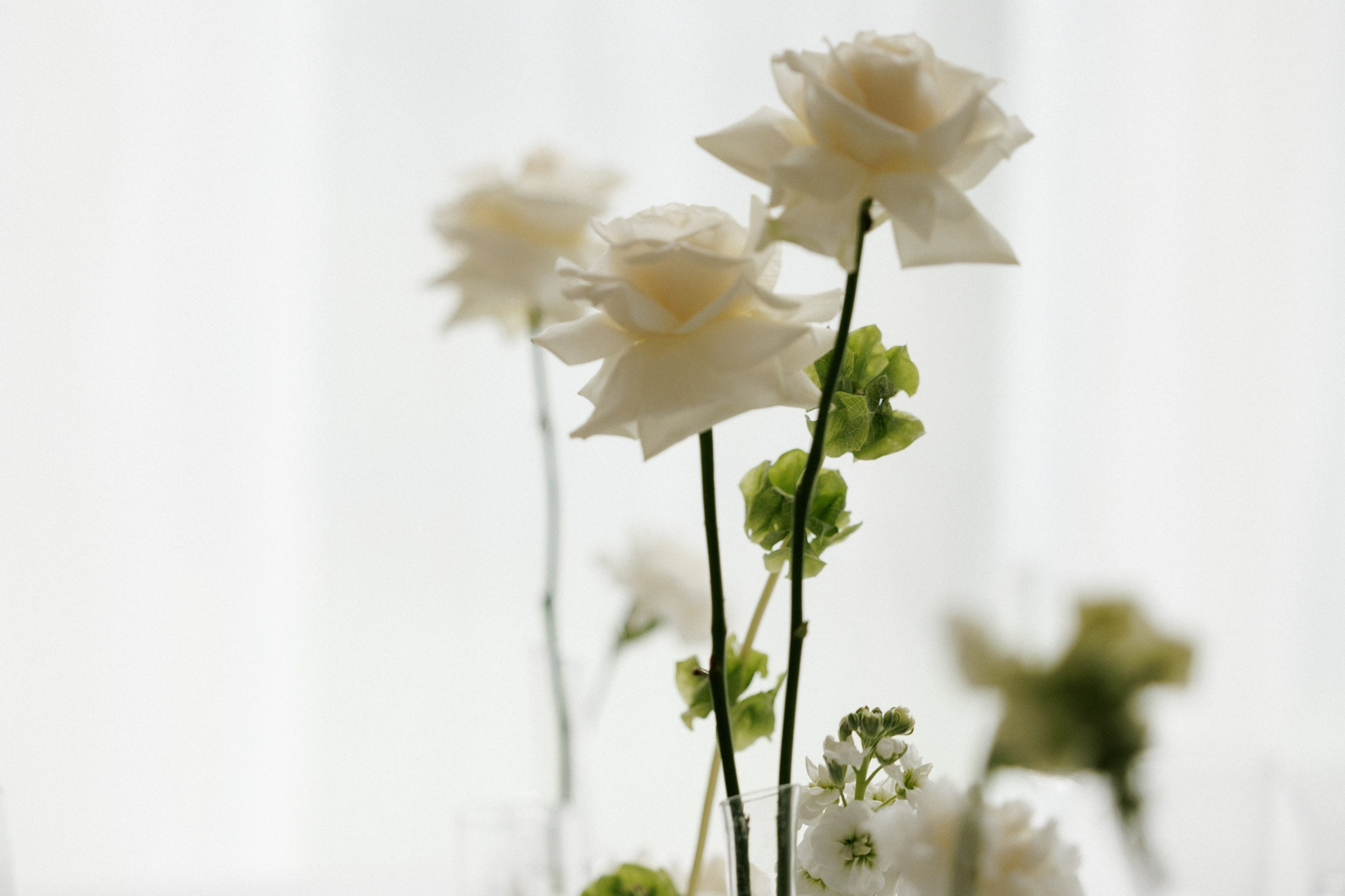 Свадьба под шёпот деревьев. Свадебный и семейный фотограф в Твери, Москве, Санкт-Петербурге