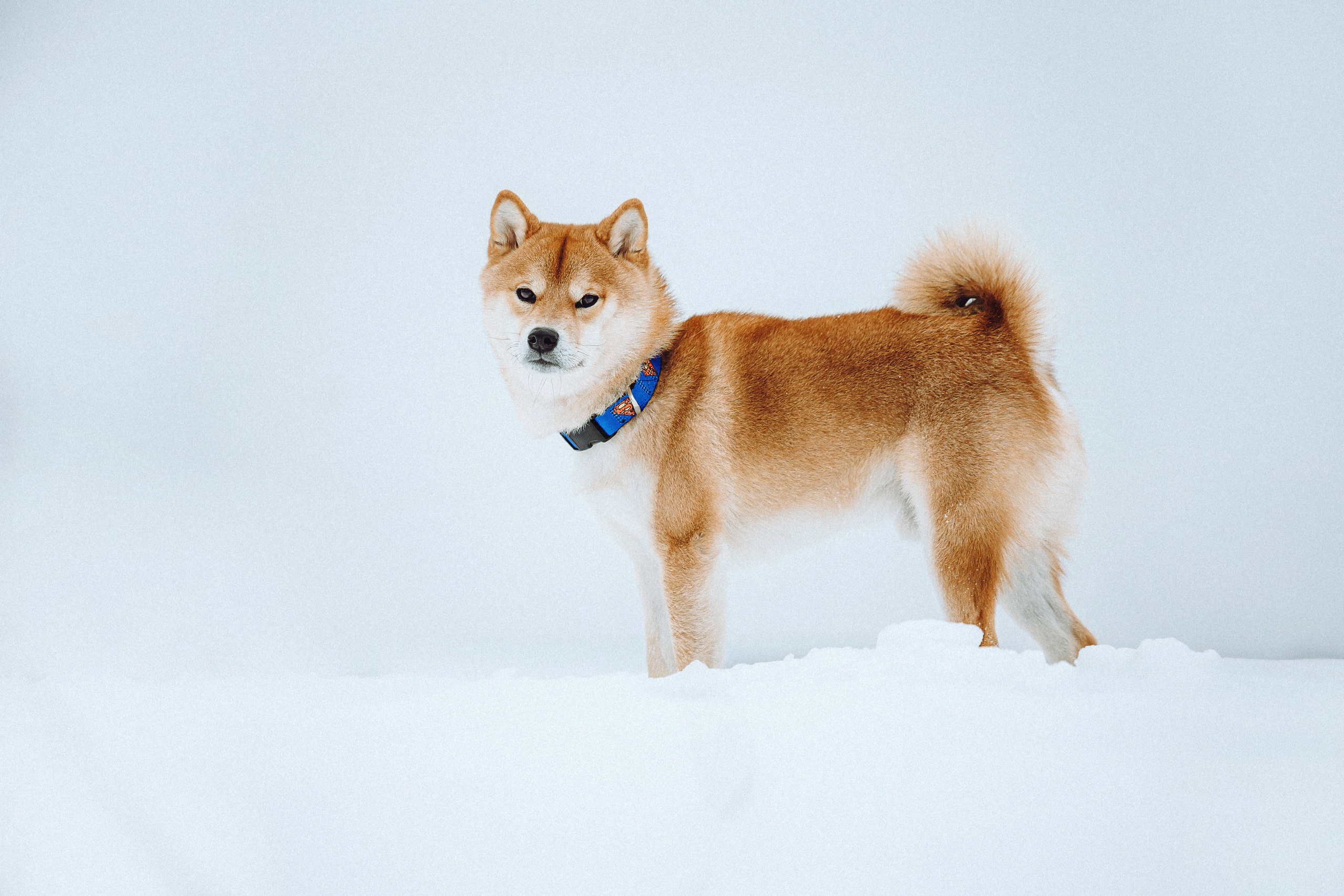 Настя и Ронин