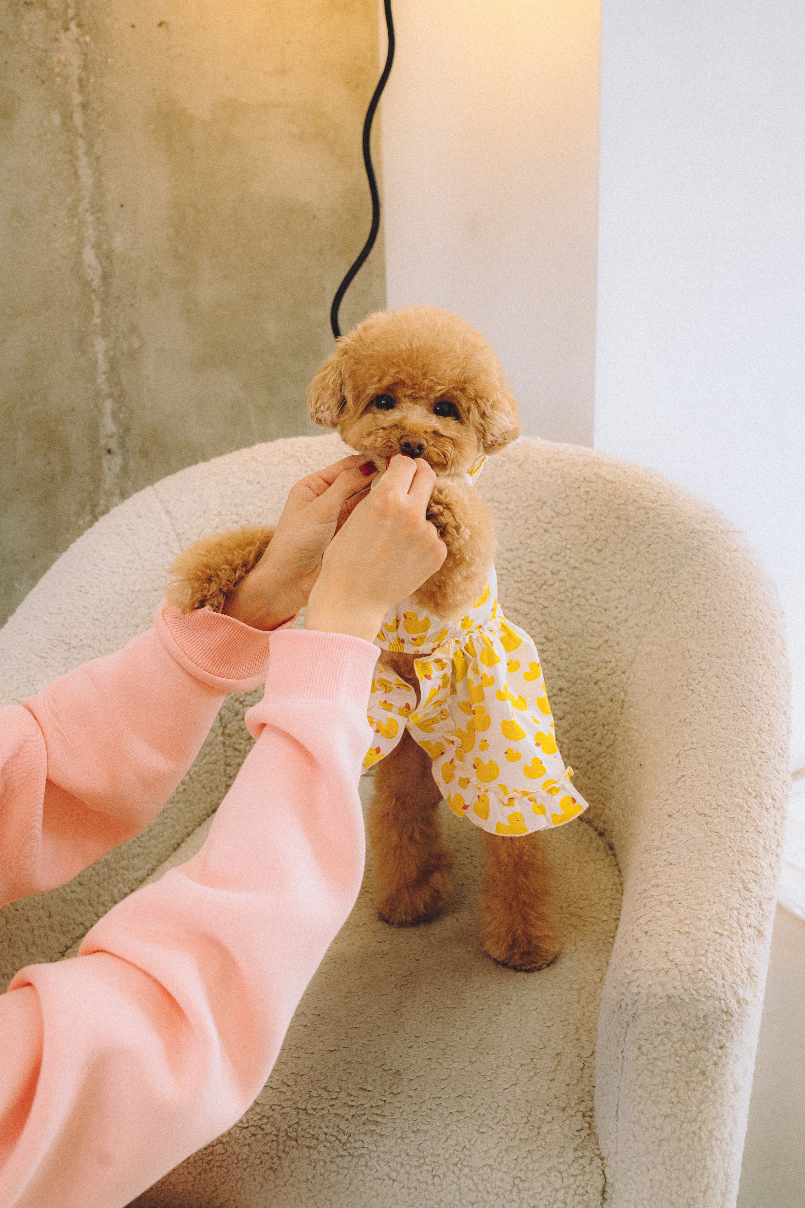 День Рождения пуделя Глаши