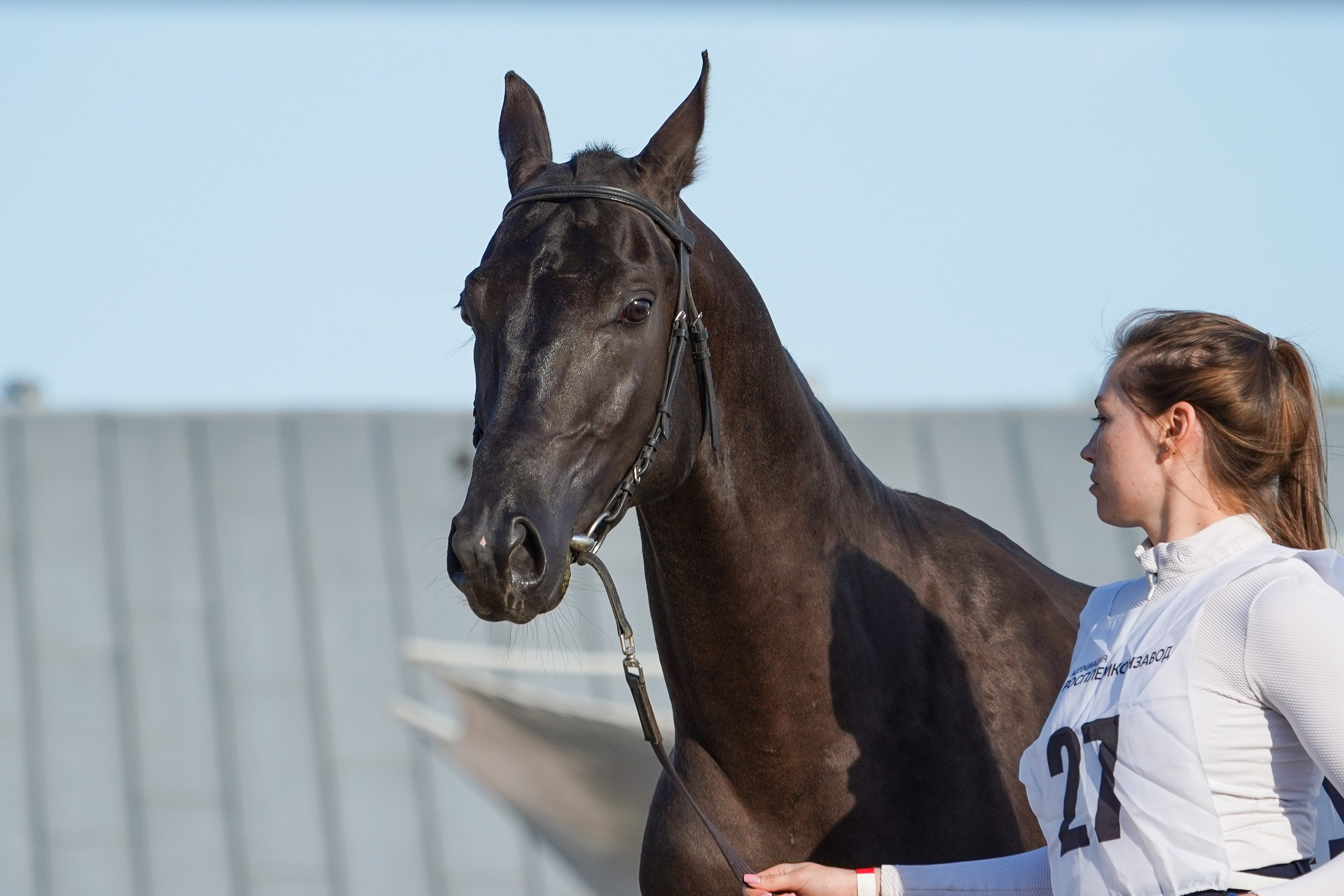 Чемпионат лошадей чистокровной ахалтекинской породы «КУБОК РОССИИ — 2024». Фотограф-анималист, портретный фотограф в Чебоксарах Мария Садыкова
