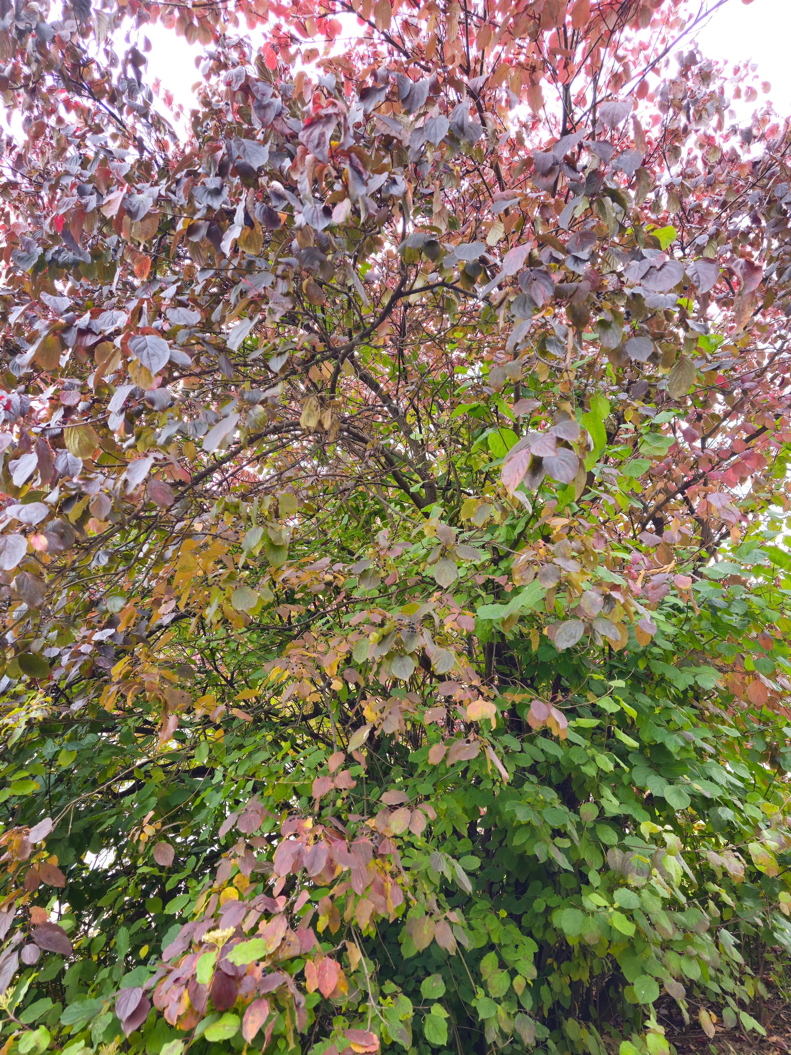 Куст с бордово-зеленой осенней листвой. Ветви дерева или куста с листвой, меняющей цвет от насыщенного бордового вверху до зеленого внизу, показывая осенний переход.