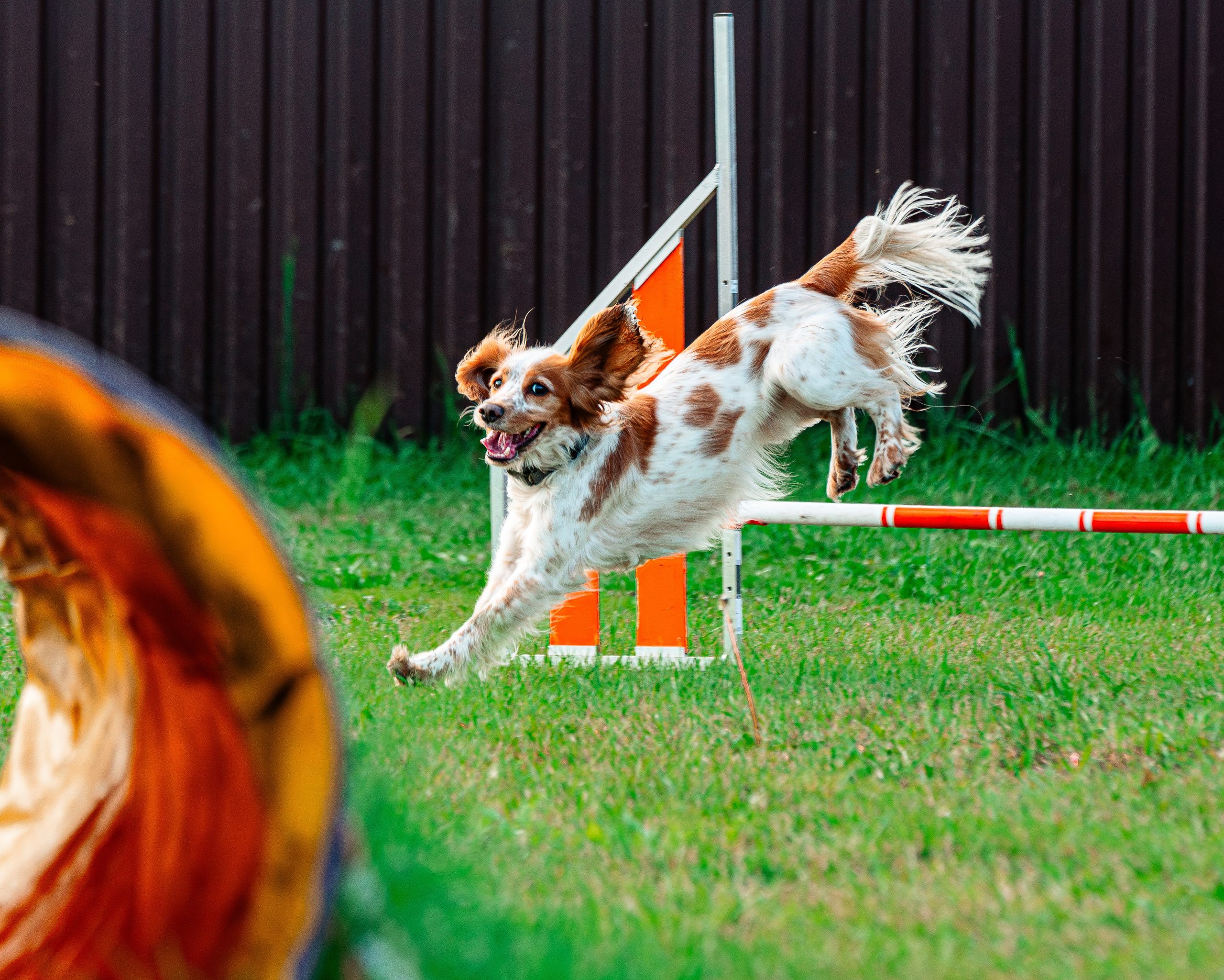 Ваш путь к ПОБЕДЕ (ТРЕНИРОВКИ). Фотограф-анималист, семейный фотограф в Москве и Подмосковье. Фотосъёмка кинологических дисциплин