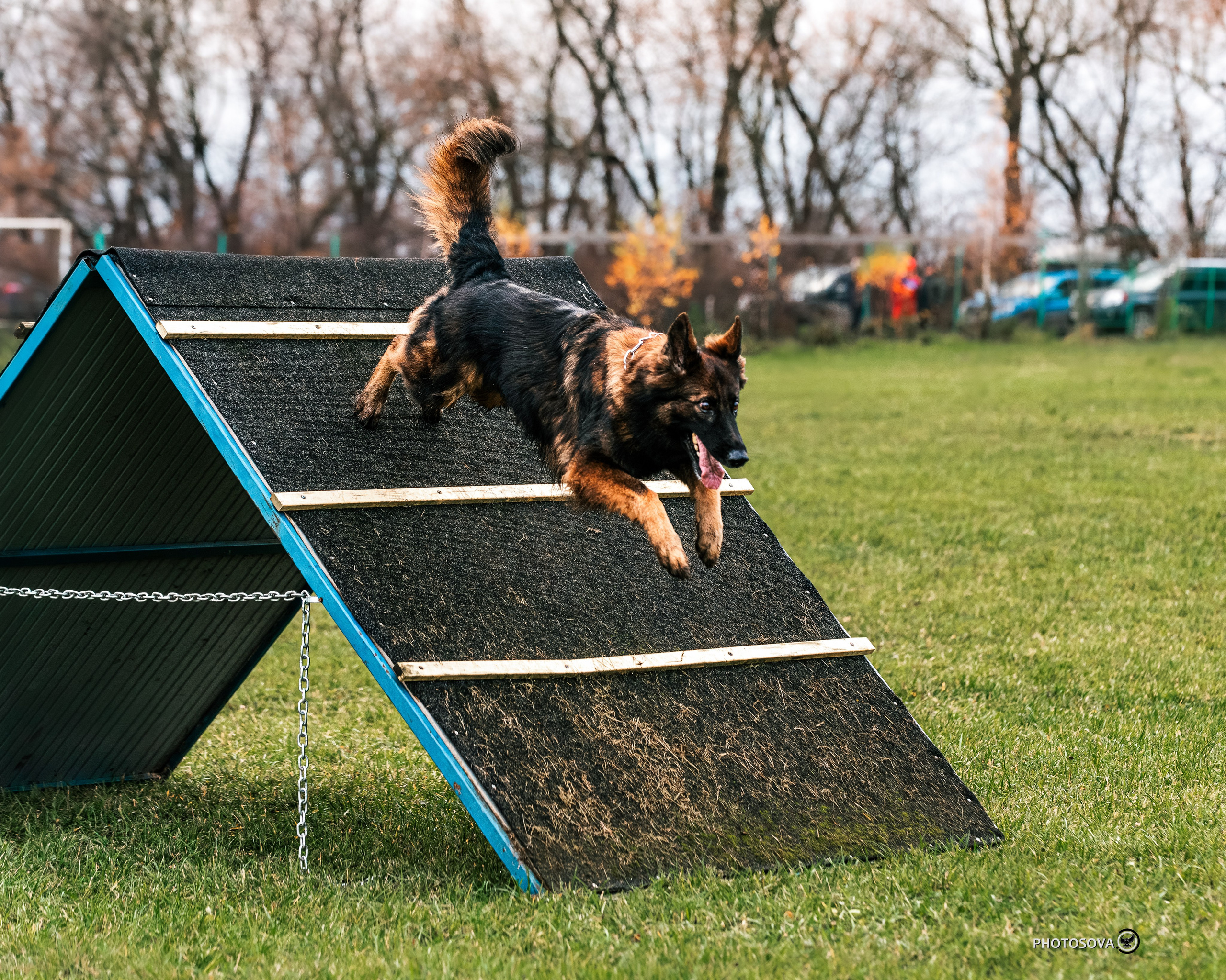 МЫ — КОМАНДА (соревнования) OKD, BH, IBGH, IGP. Фотограф-анималист, семейный фотограф в Москве и Подмосковье. Фотосъёмка кинологических дисциплин