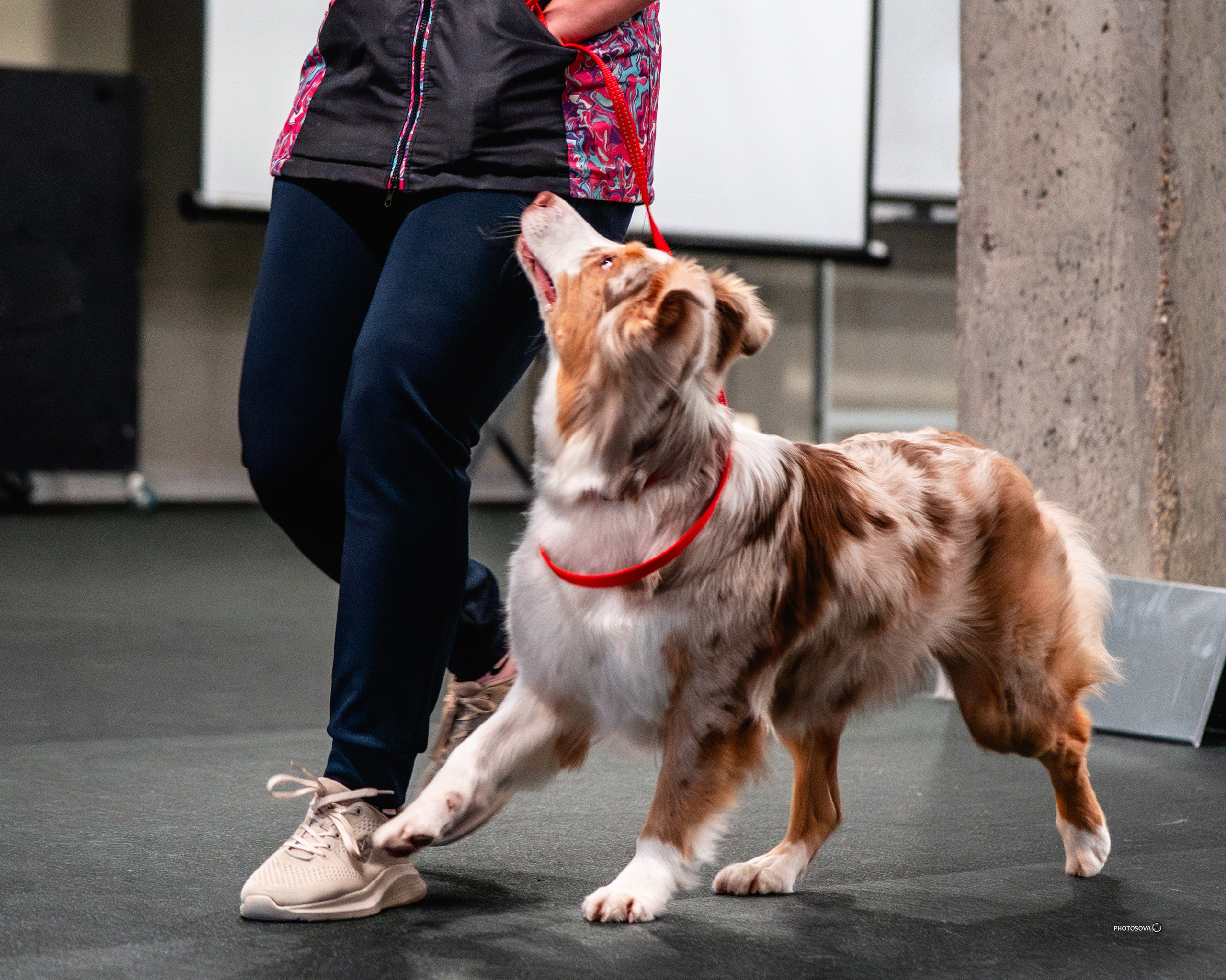 ТЫ И Я (соревнования по ралли-обидиенс). Фотограф-анималист, семейный фотограф в Москве и Подмосковье. Фотосъёмка кинологических дисциплин