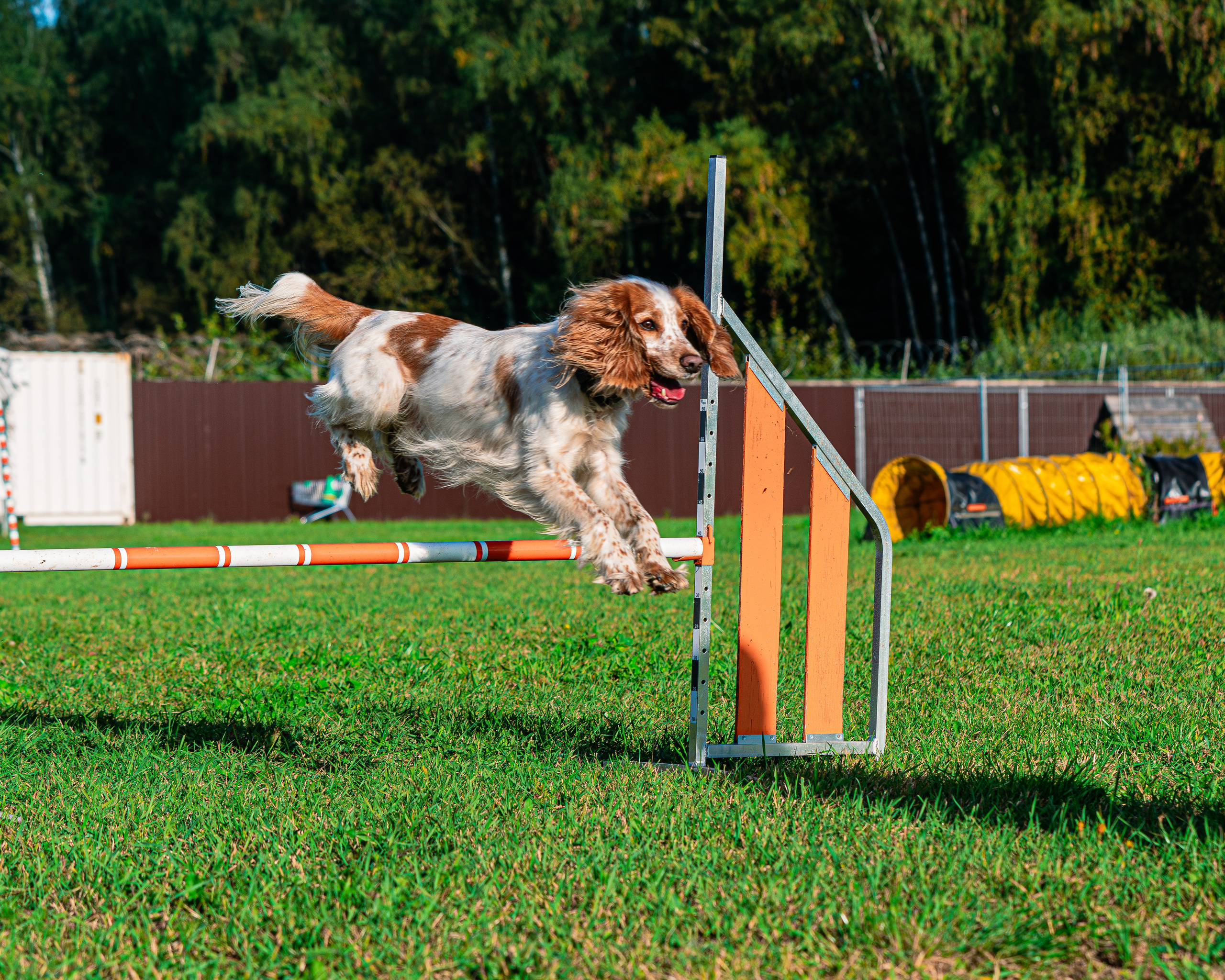 Ваш путь к ПОБЕДЕ (ТРЕНИРОВКИ). Фотограф-анималист, семейный фотограф в Москве и Подмосковье. Фотосъёмка кинологических дисциплин