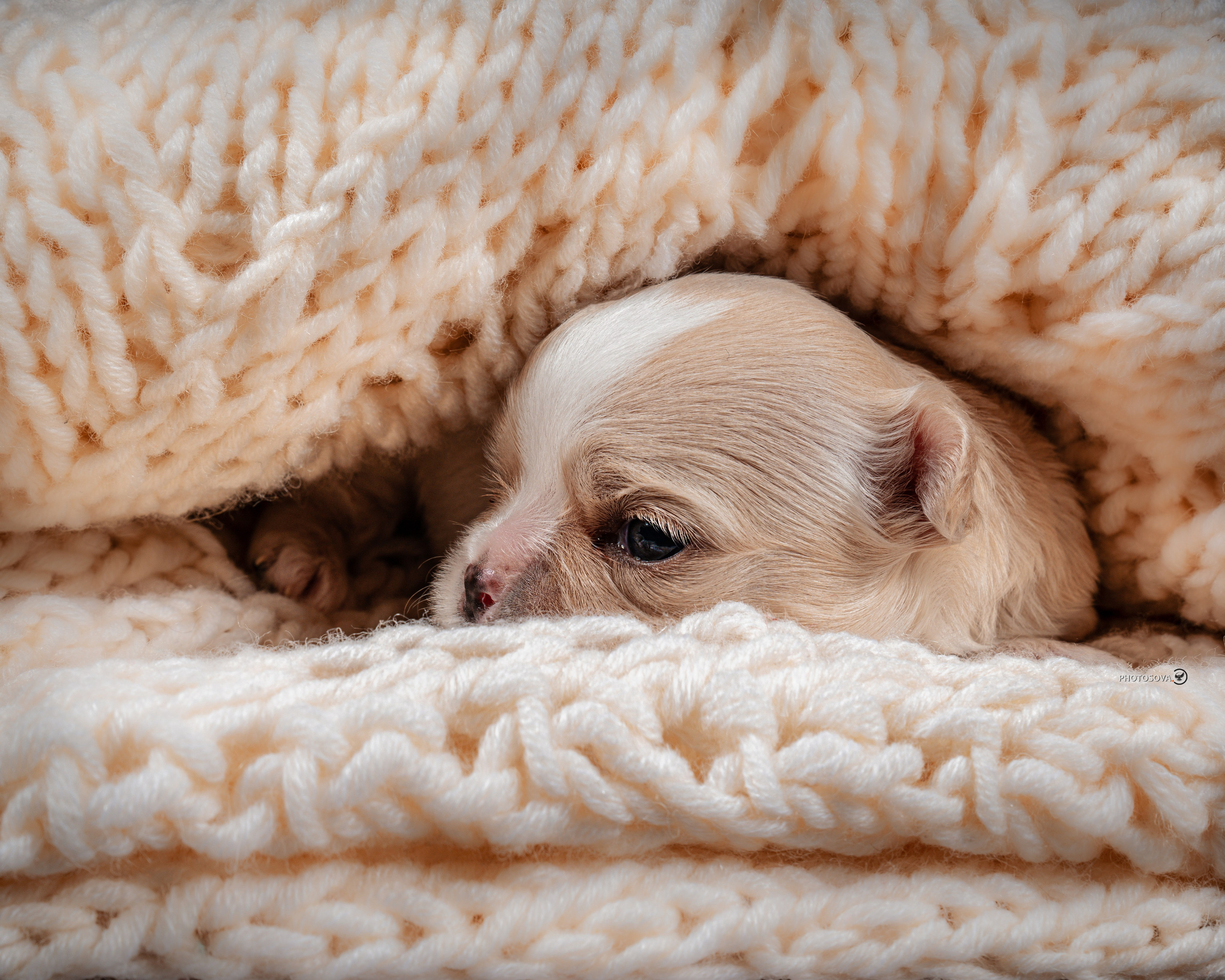 ФОТОПАМЯТЬ ВАШИХ ЭМОЦИЙ. Фотограф-анималист, семейный фотограф в Москве и Подмосковье. Фотосъёмка кинологических дисциплин