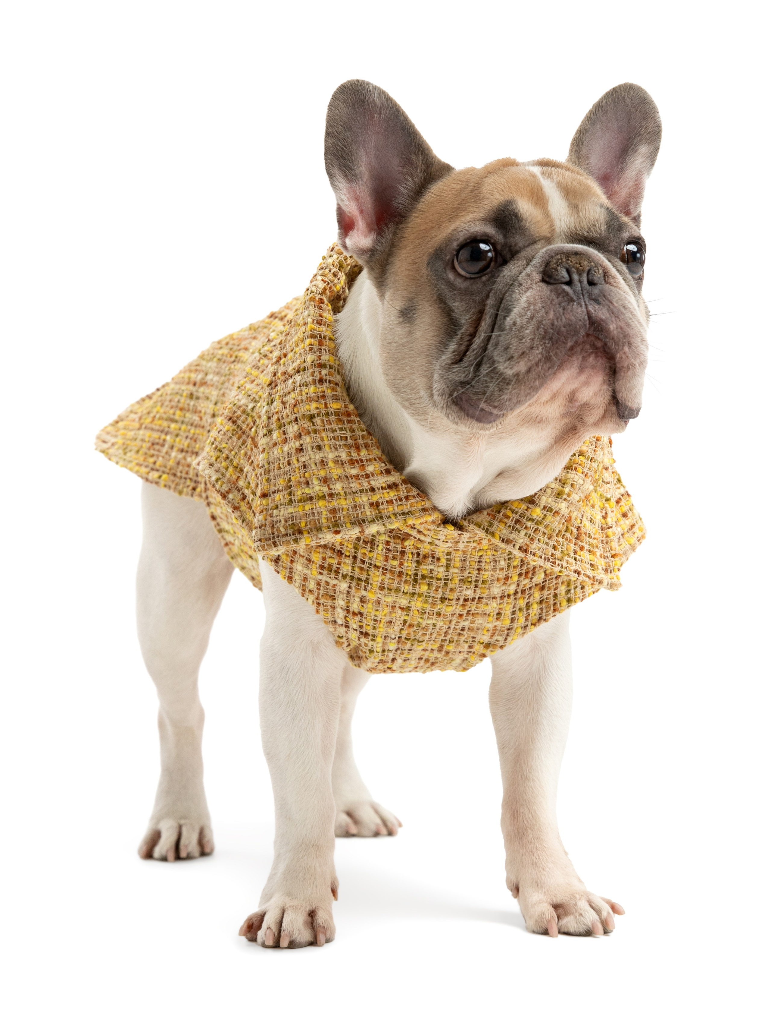 Одежда для собак Pet Subject. Олег Дмитриев