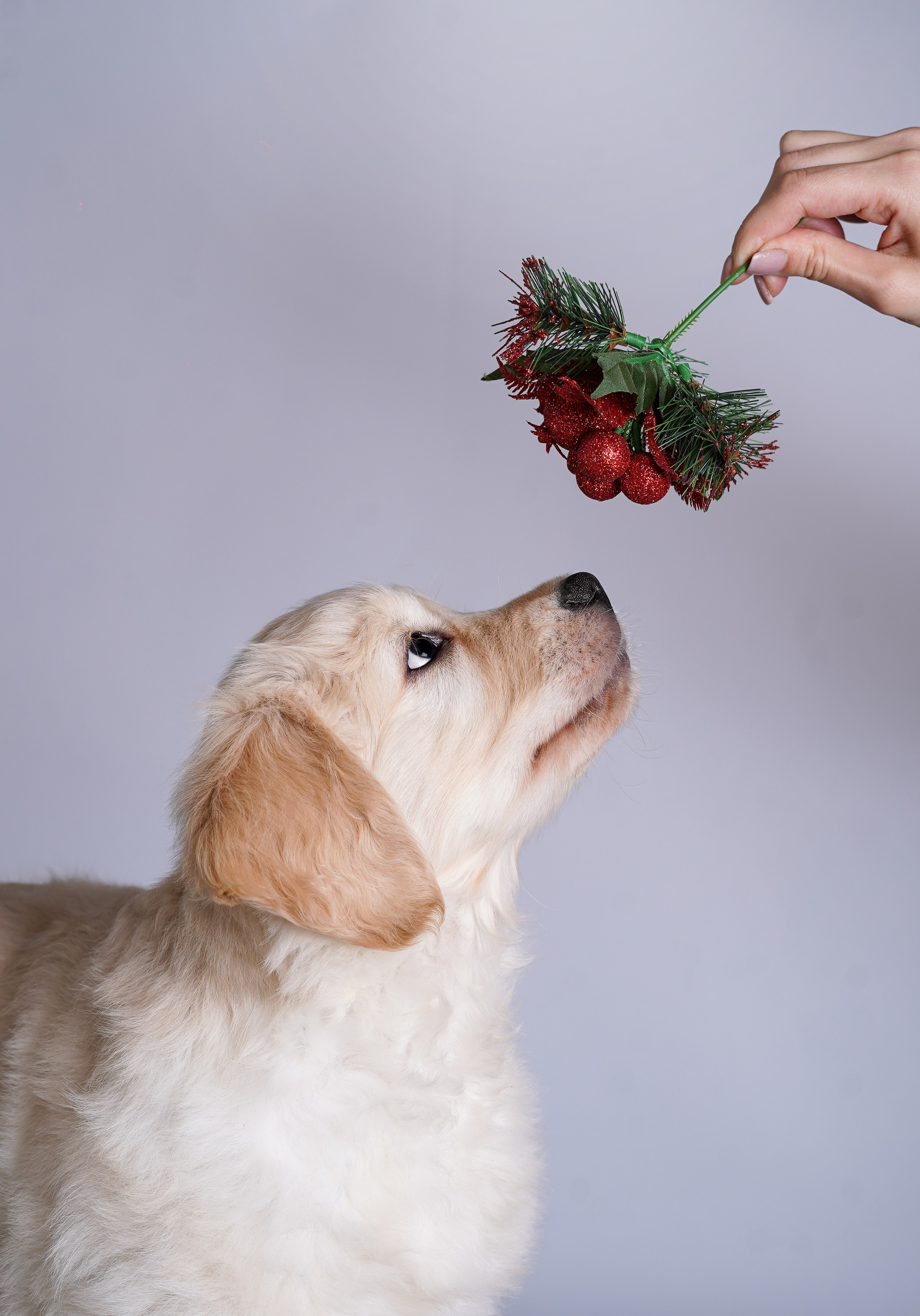 Щенок голдена. Фотограф-анималист в Санкт-Петербурге Яна Мартынова