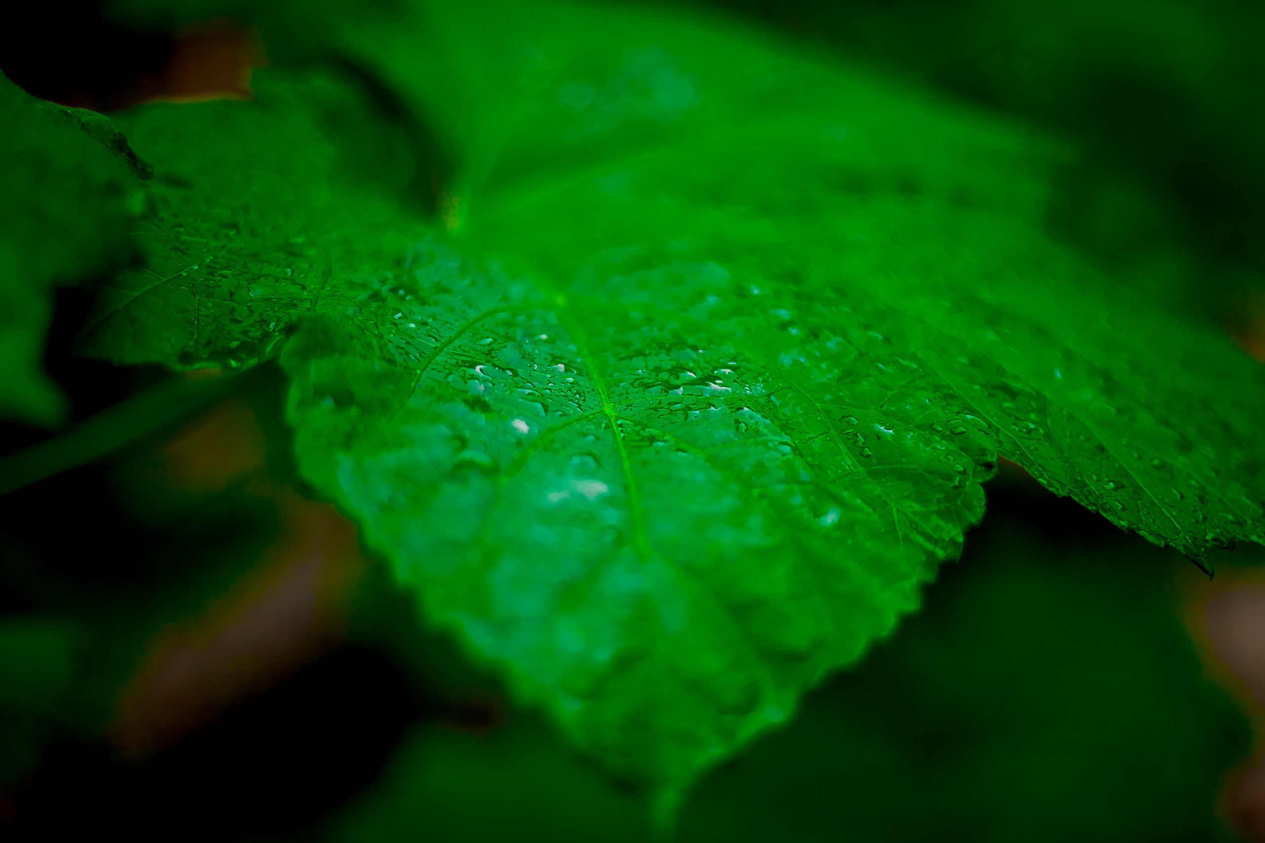Репортажный фотограф Ялта. Репортажный фотограф Ялта