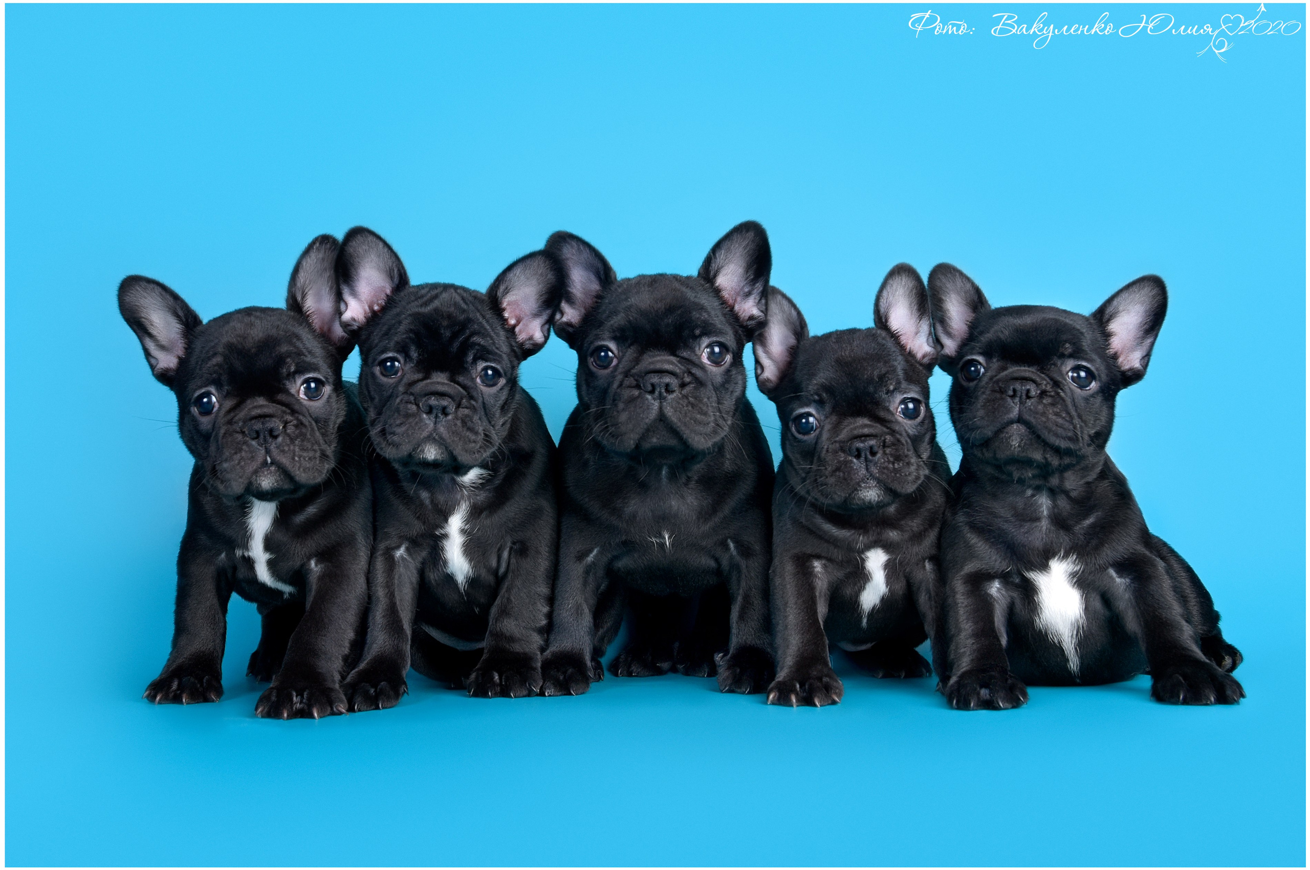 Студийная съемка. Фотограф анималист | семейный Юлия Вакуленко, г. Краснодар