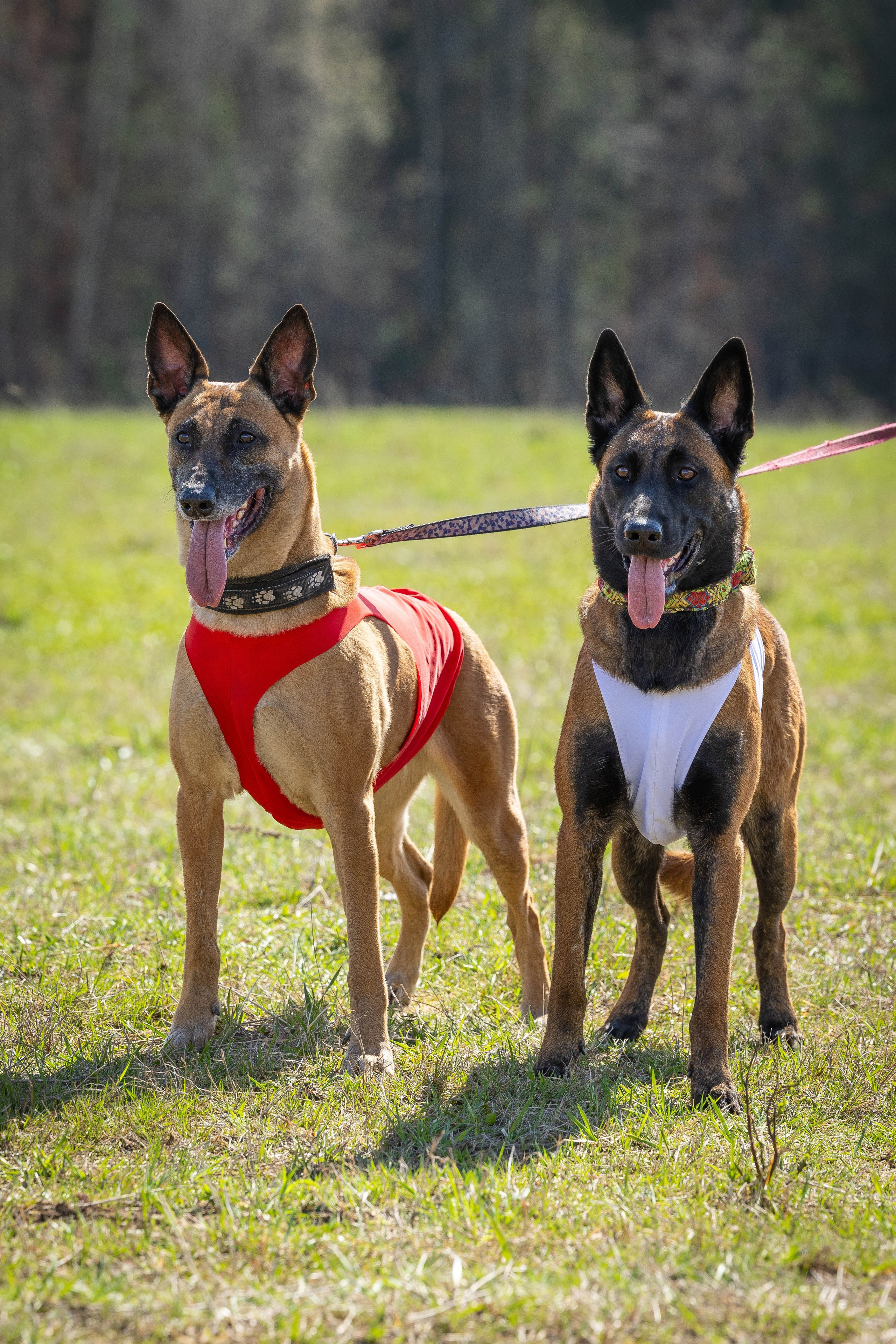 Курсинг. Фотограф Анималист в Перми Анастасия Остерман