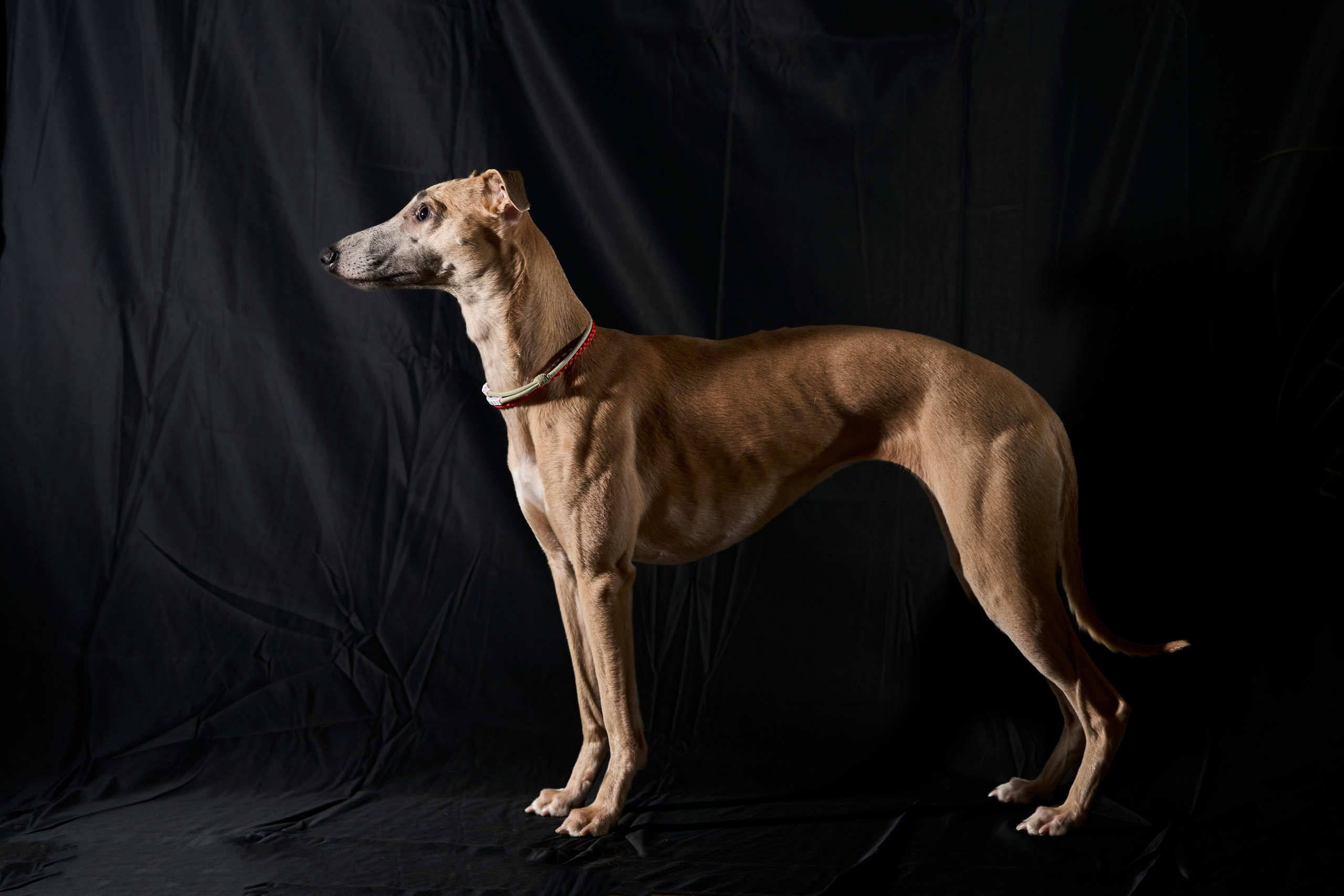 Фотосессии. Фотограф-анималист Михаил Манухин