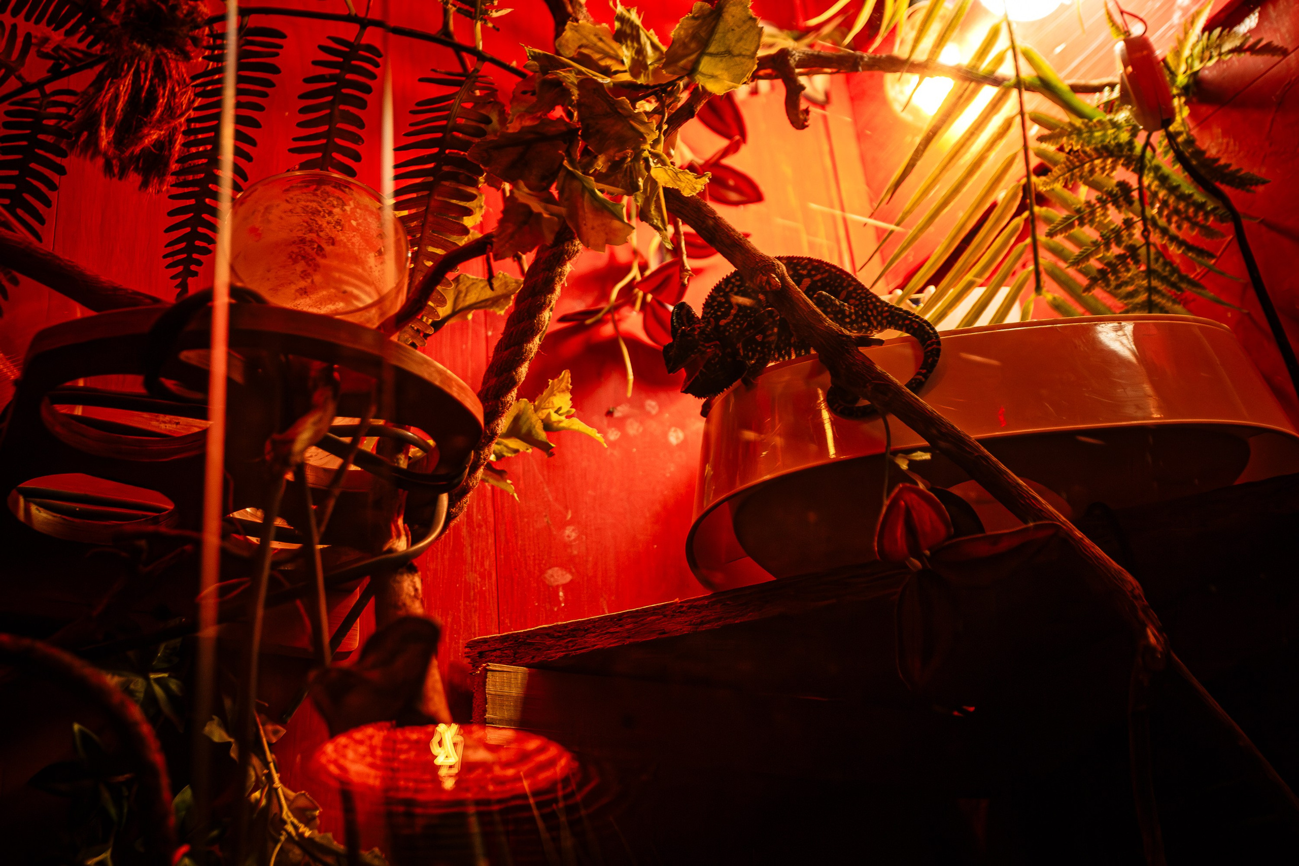 Woman night_El Pastor_Симферополь_18.01.2025. Аминов Руслан | Фотограф