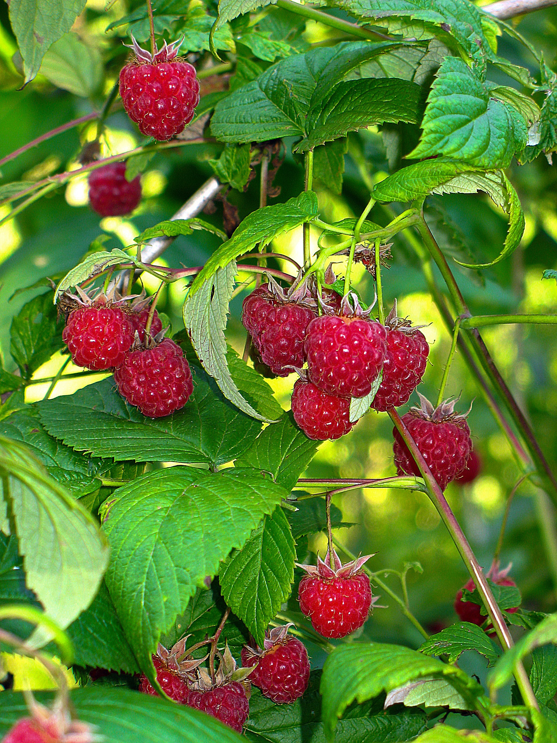 Наша мать — природа. Фотограф Владимир Артамонов