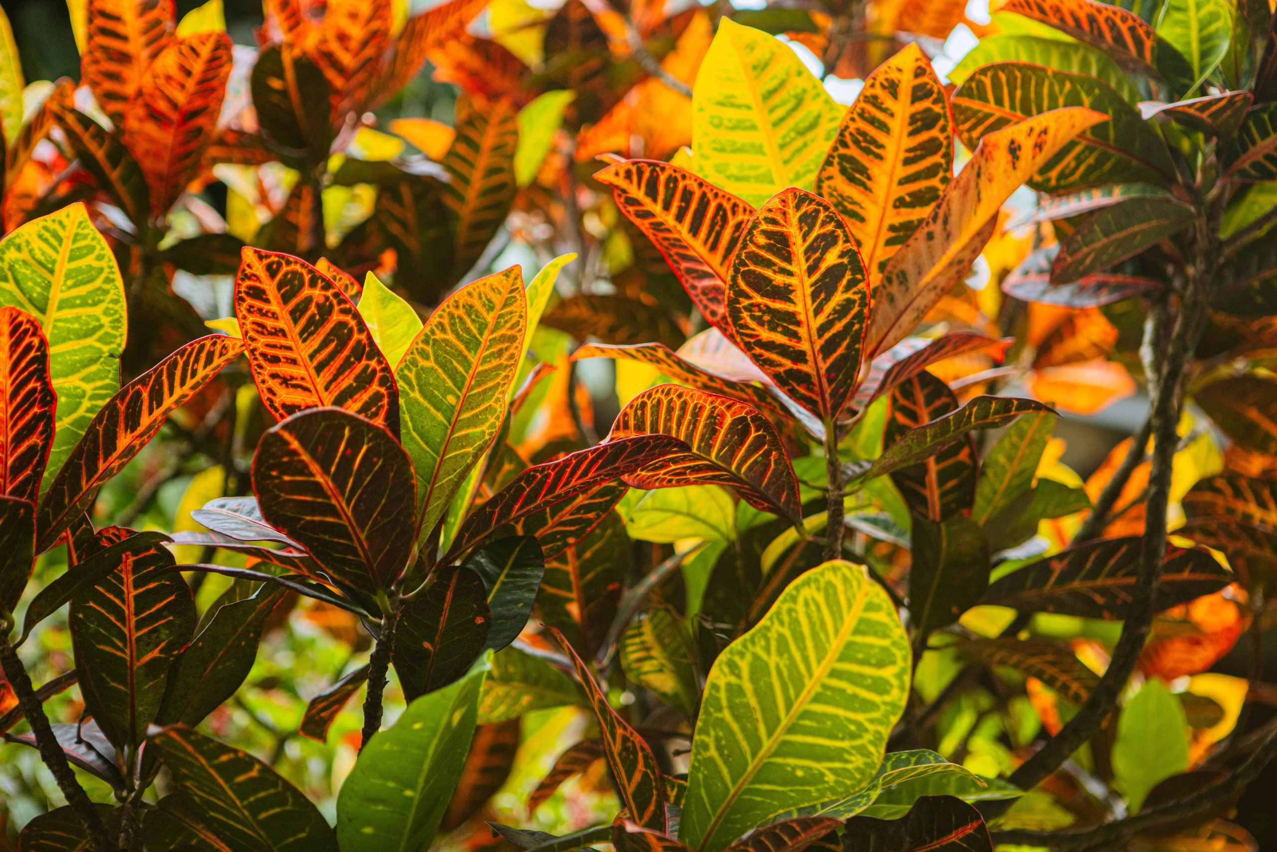 Тайвань. Фотография, ретушь, сканирование, восстановление старых фото, интерьерная съёмка, студия. Данилов Александр, Москва