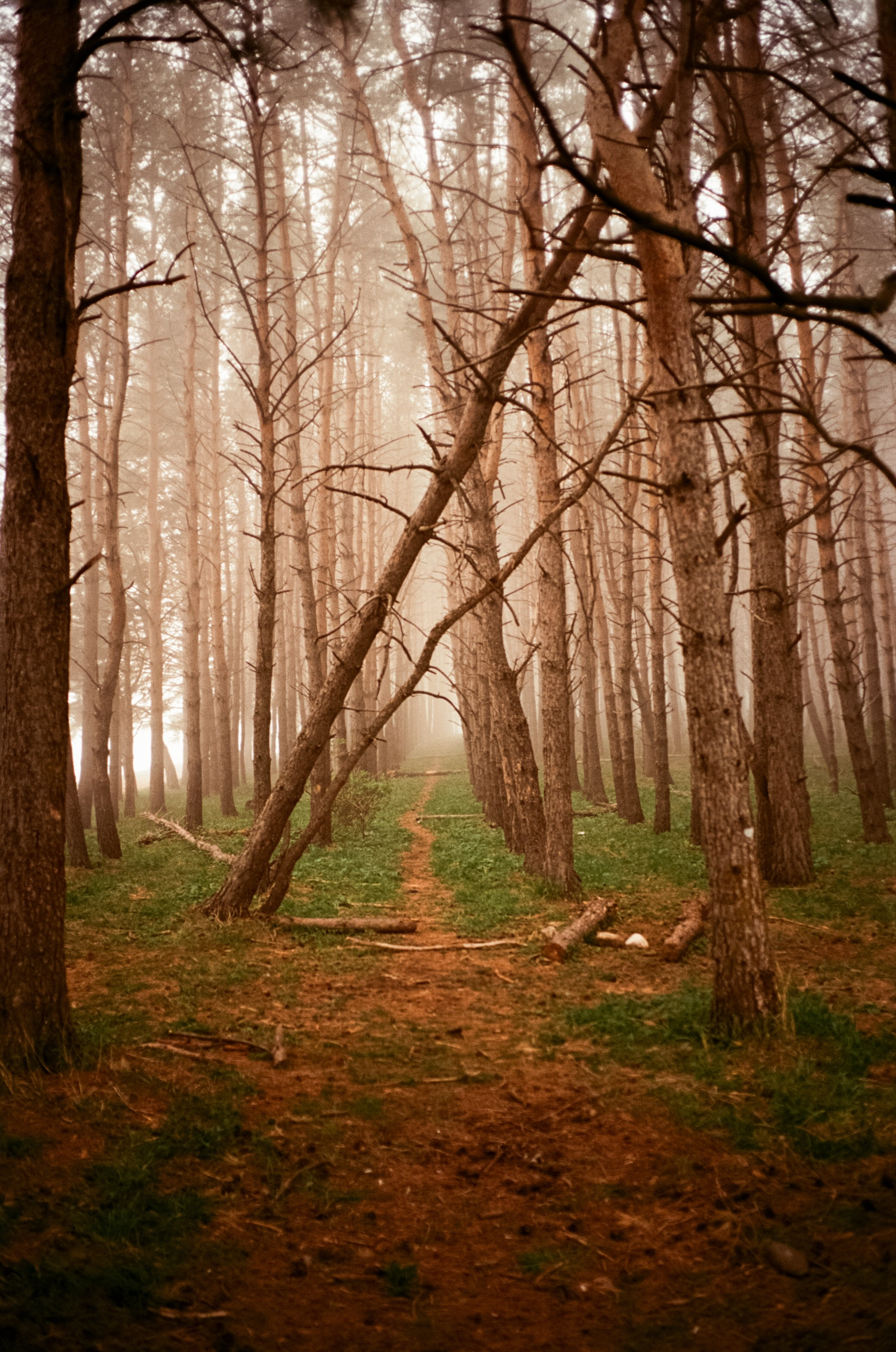 Кисловодск, дорога в сторону метеостанции, туман, лошади / Voigtlander
