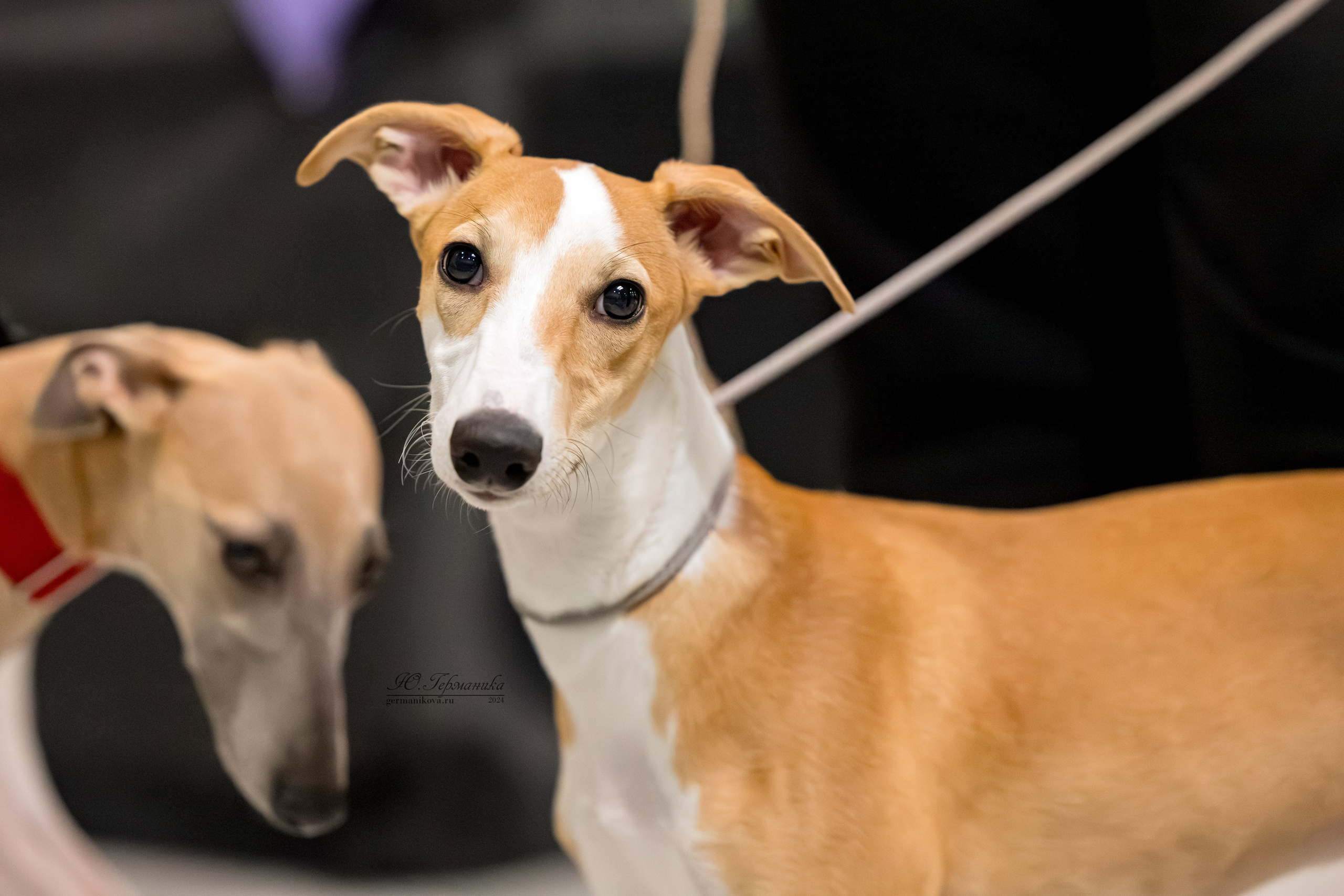 Крокус 21.12.2024,Сфера 29.12.2024. Фотограф-анималист Юлия Германика