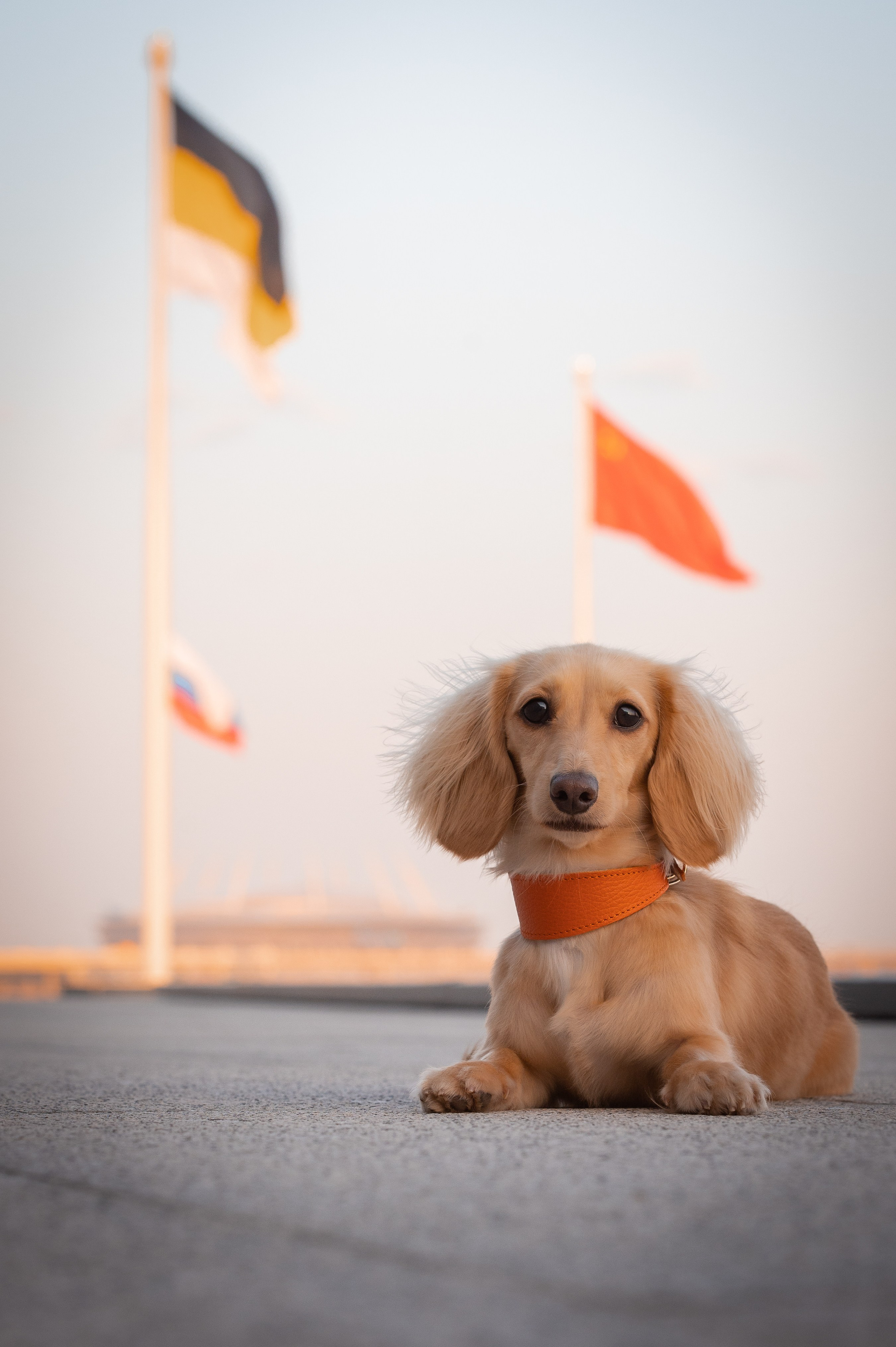 Собаки. Фотограф-анималист в Санкт-Петербурге Анастасия Иванова