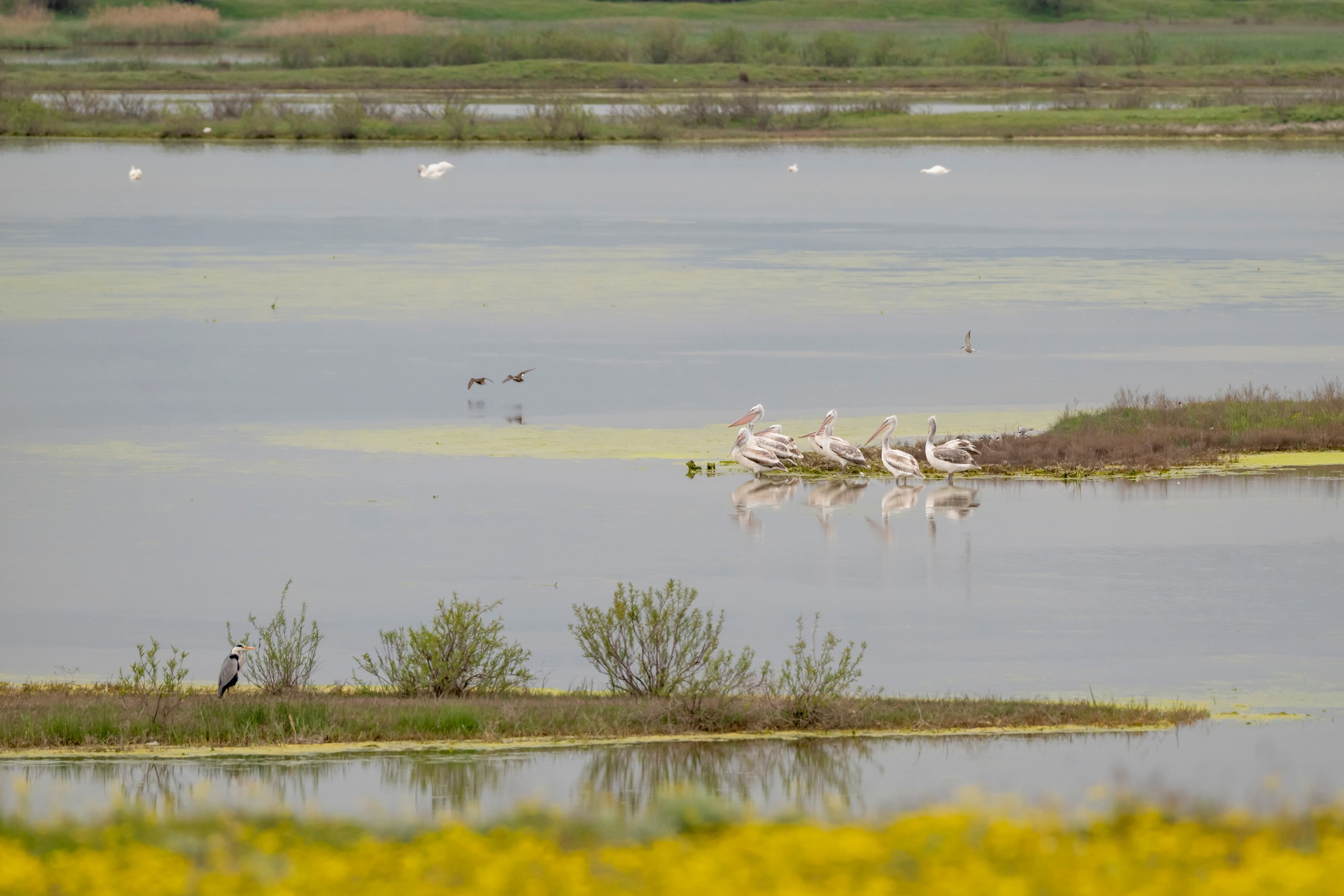 Дикая природа Дагестана. Май 2025 г. Foto-Zuev фотография как искусство
