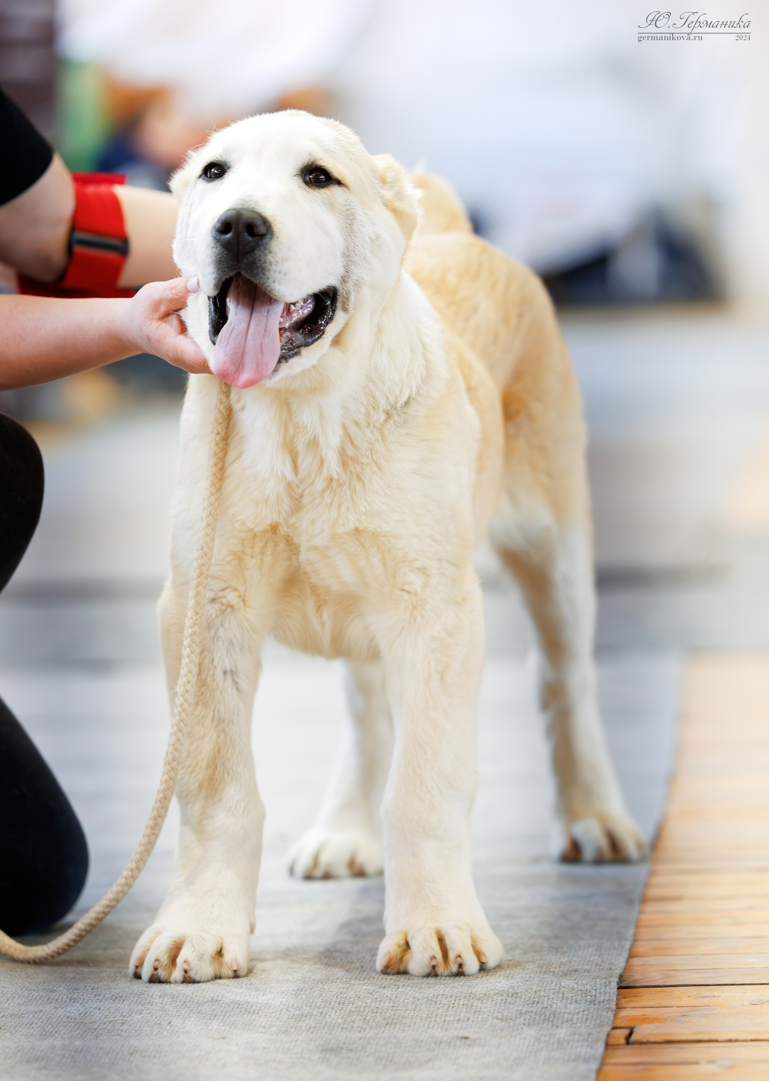 Тверь 23.03.2025. Фотограф-анималист Юлия Германика