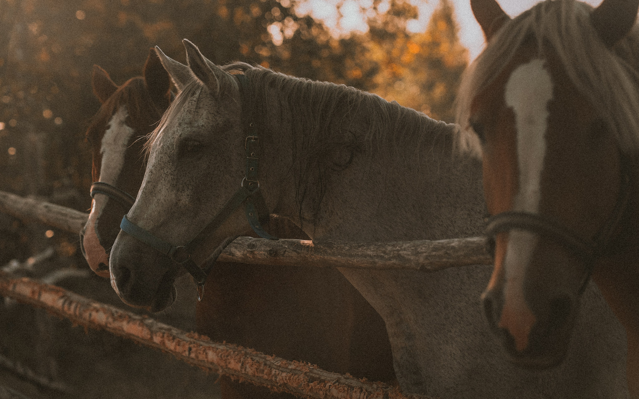 Born to be Wild. Юля Дэй • Фотограф, Санкт-Петербург