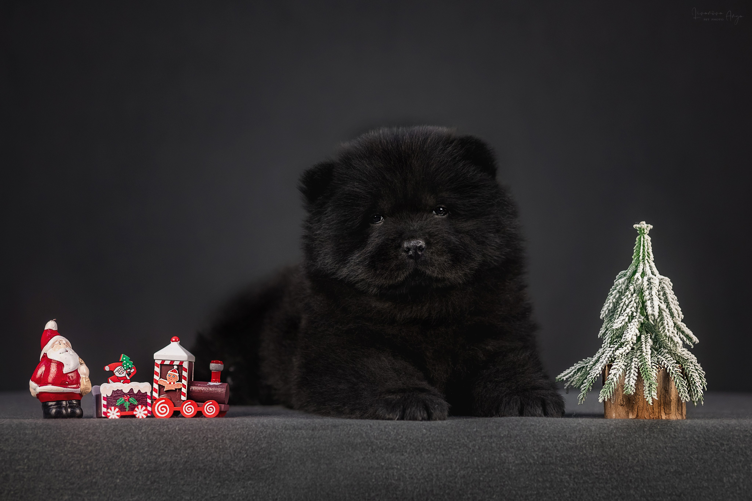 Чаушки. Фотограф анималист Аня Ливанова | Рыбинск