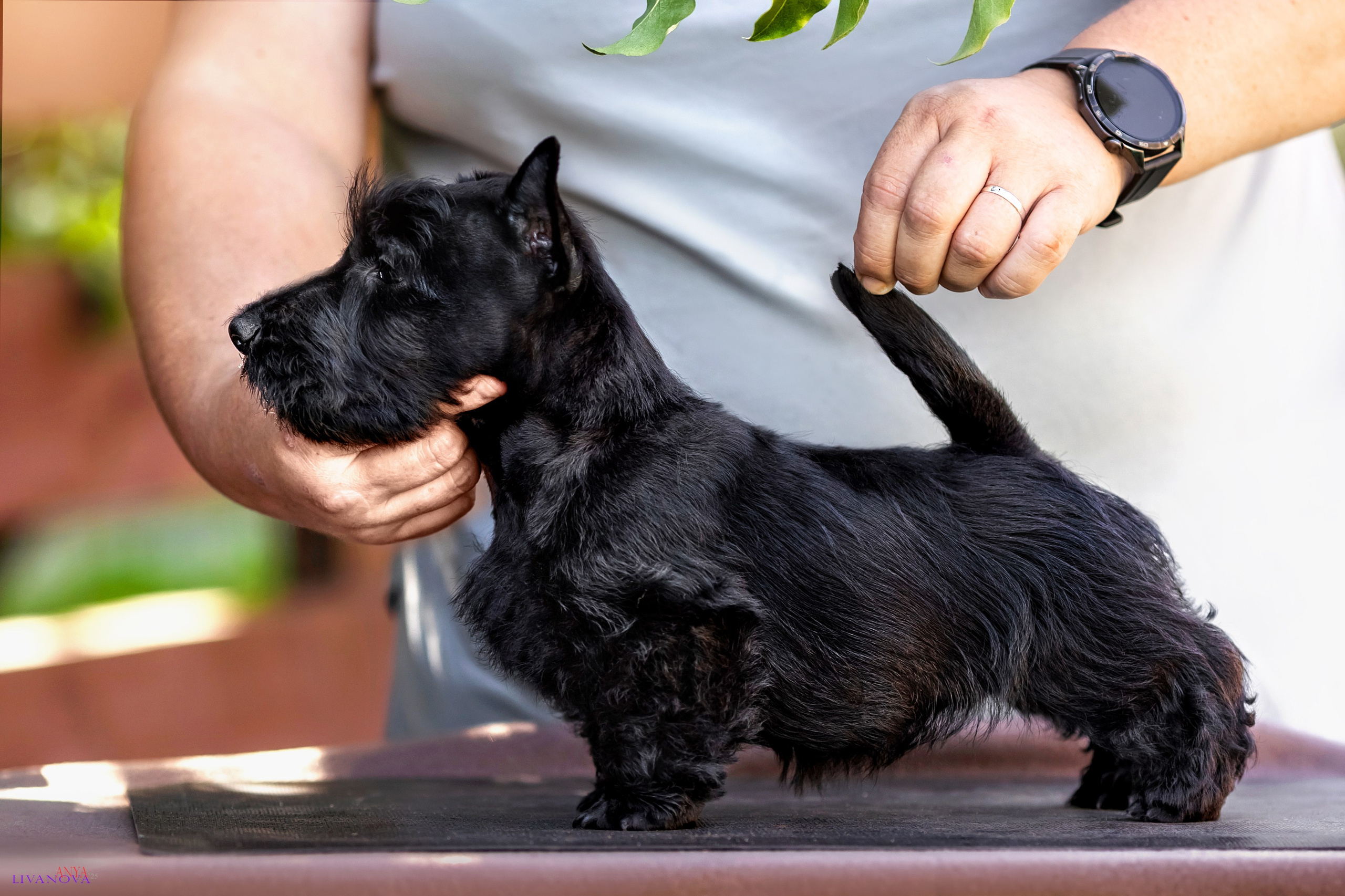 Скотчики. Фотограф анималист Аня Ливанова | Рыбинск