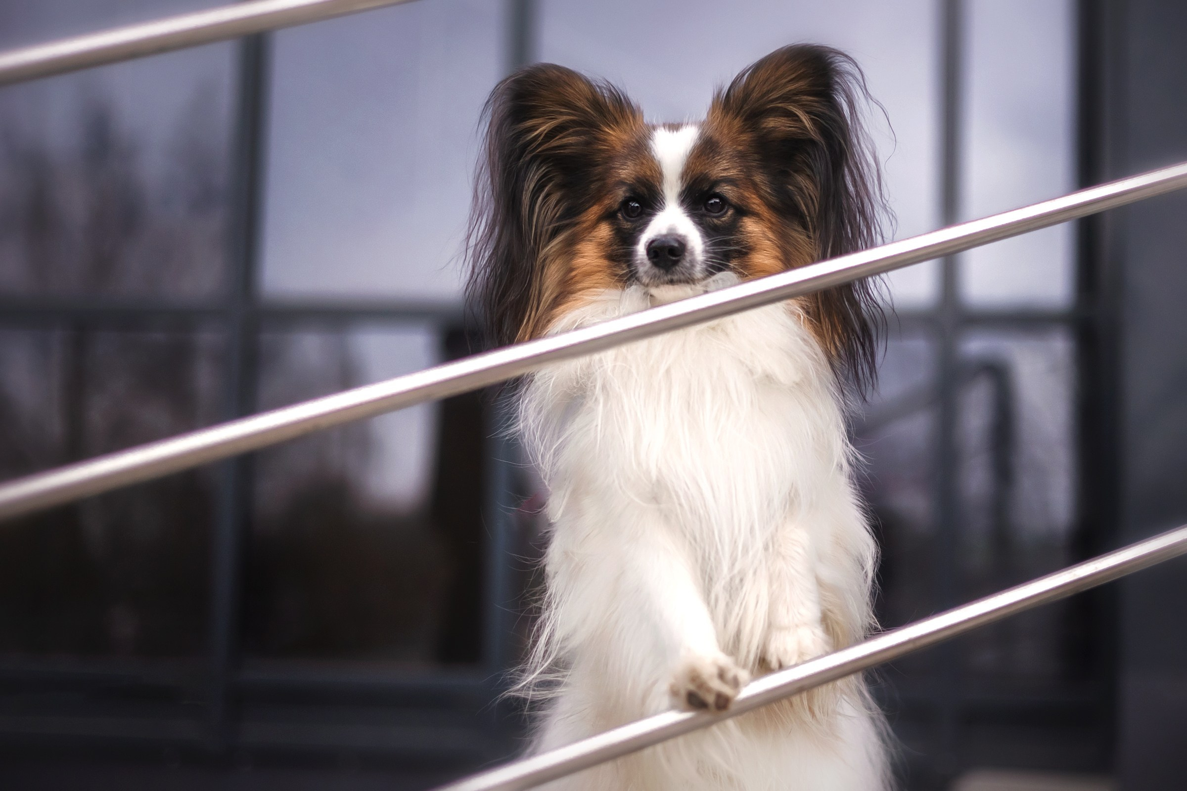 Хьюстон. Фотограф анималист Аня Ливанова | Рыбинск