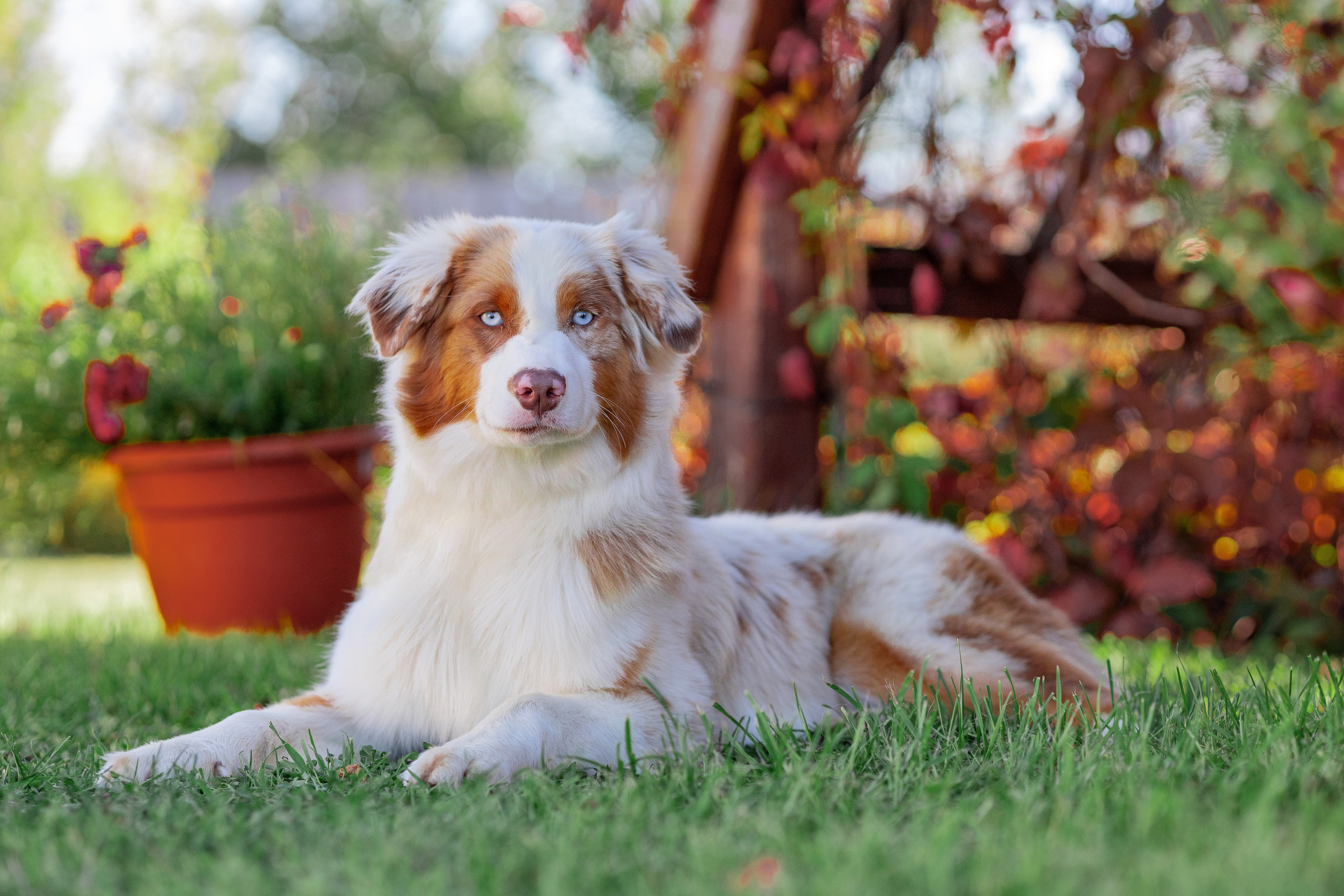 Собаки. Фотограф Яна Матвеева в Ижевске