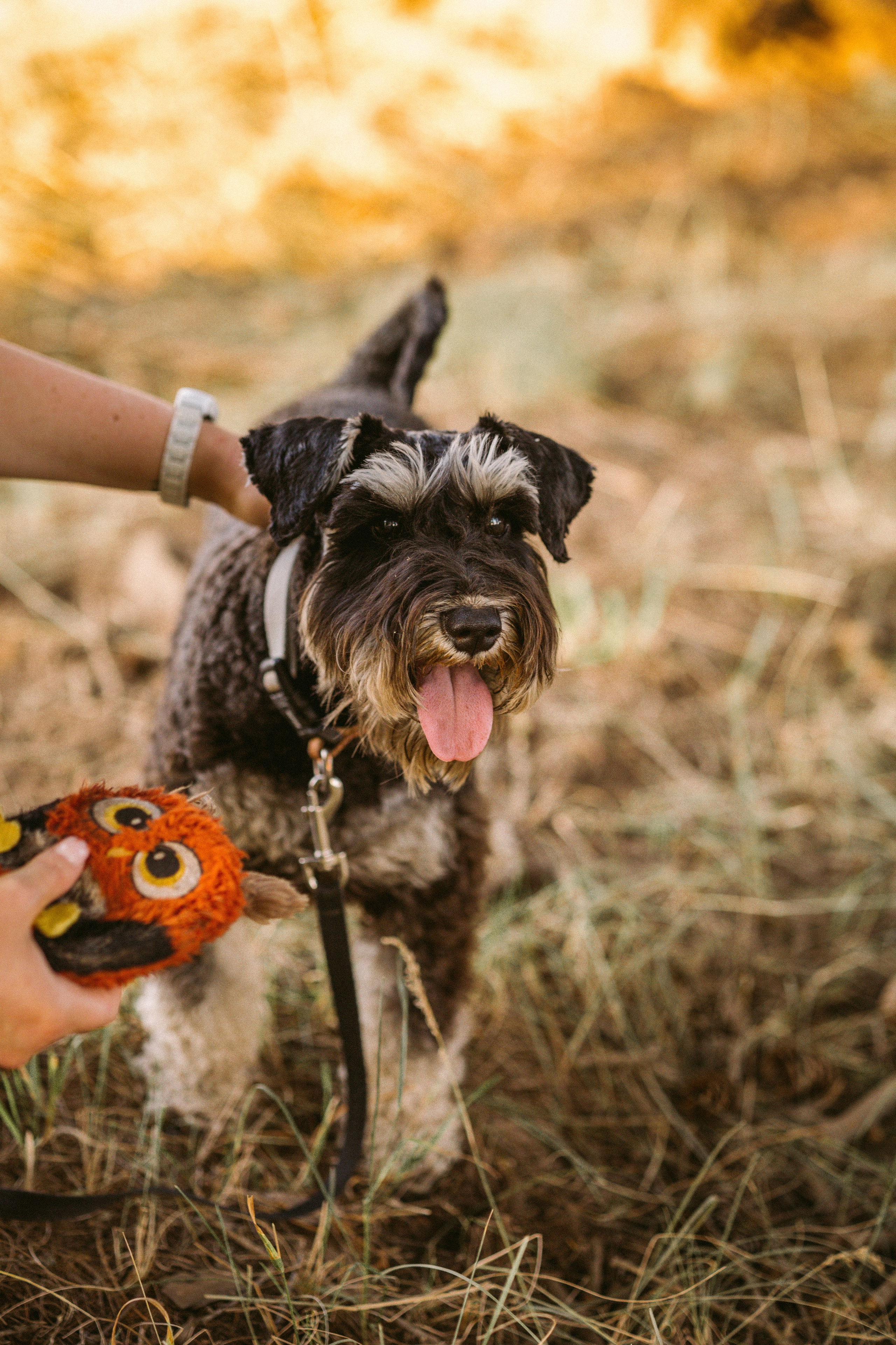 Фотопрогулка. Евгения и цвергшнауцер Ладушка. Фотограф Яна Матвеева в Ижевске