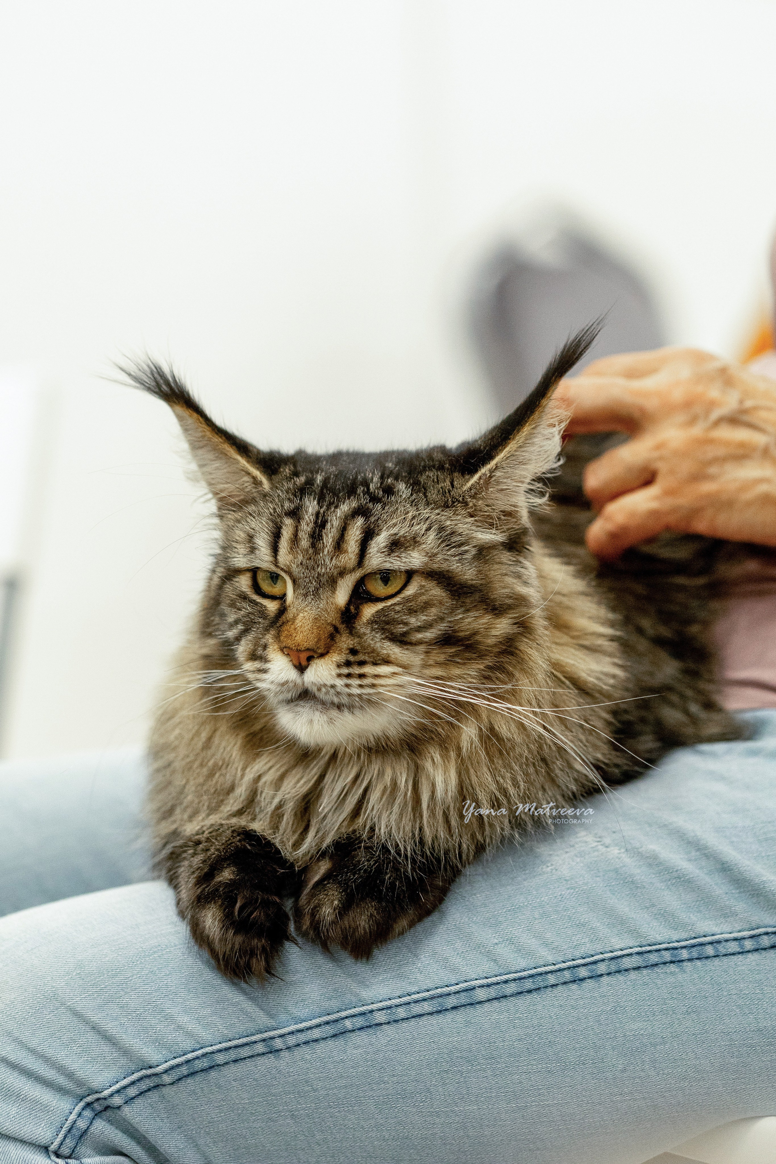 Кошки. Фотограф Яна Матвеева в Ижевске